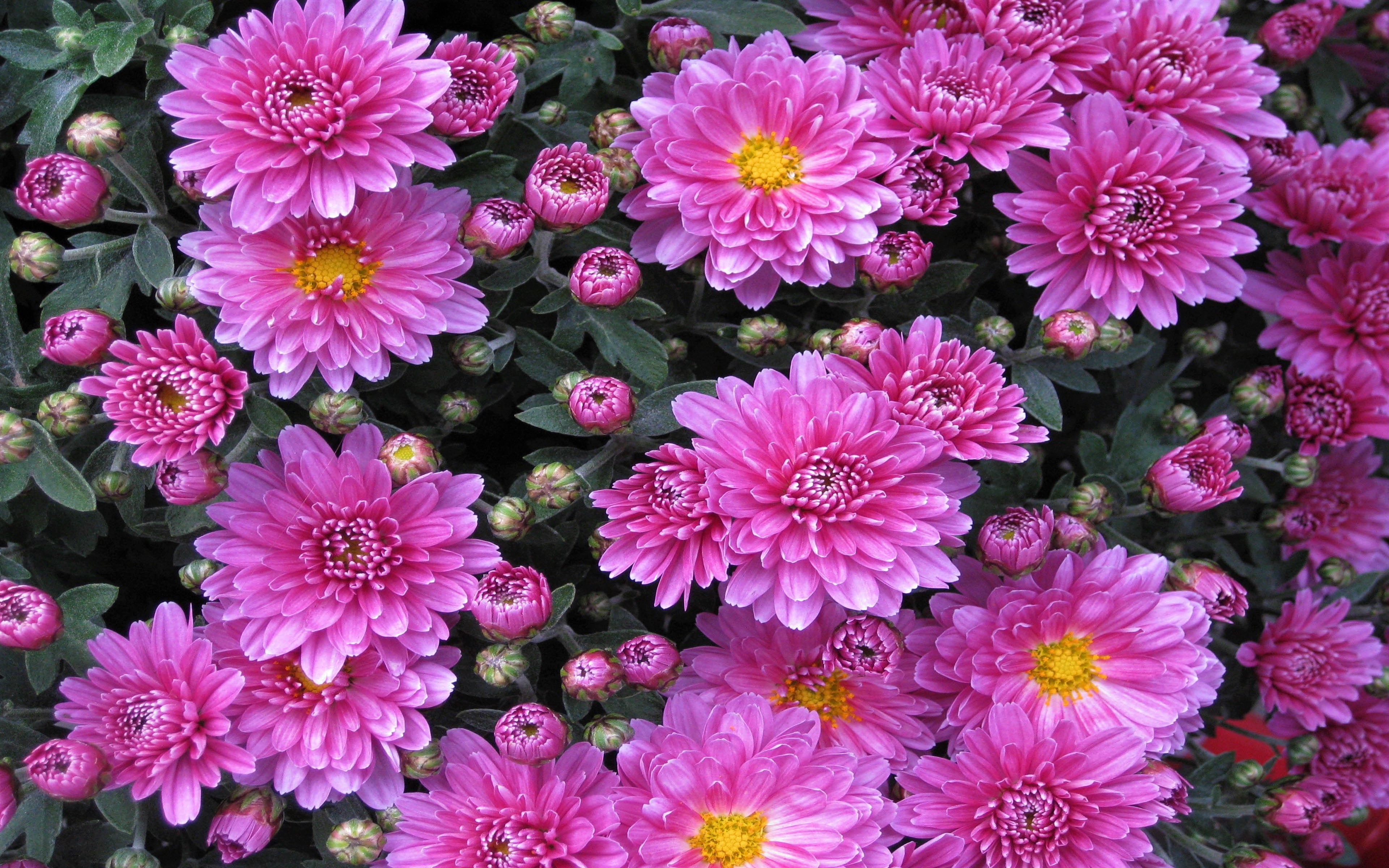Descarga gratis la imagen Flores, Crisantemo, Flor, Flor Rosa, Tierra/naturaleza en el escritorio de tu PC