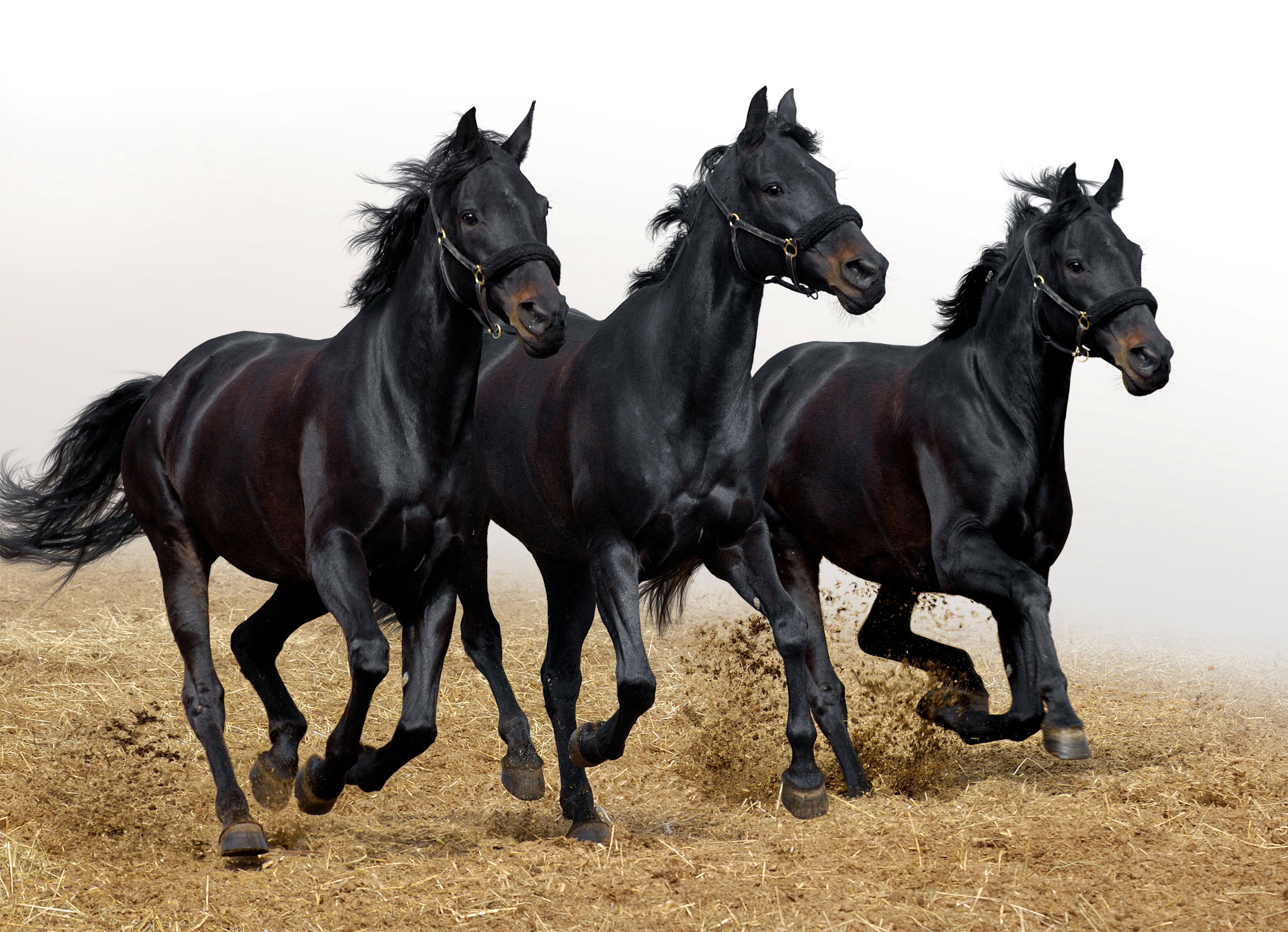 91403 скачать обои кони, три, движение, животные, жеребцы - заставки и картинки бесплатно
