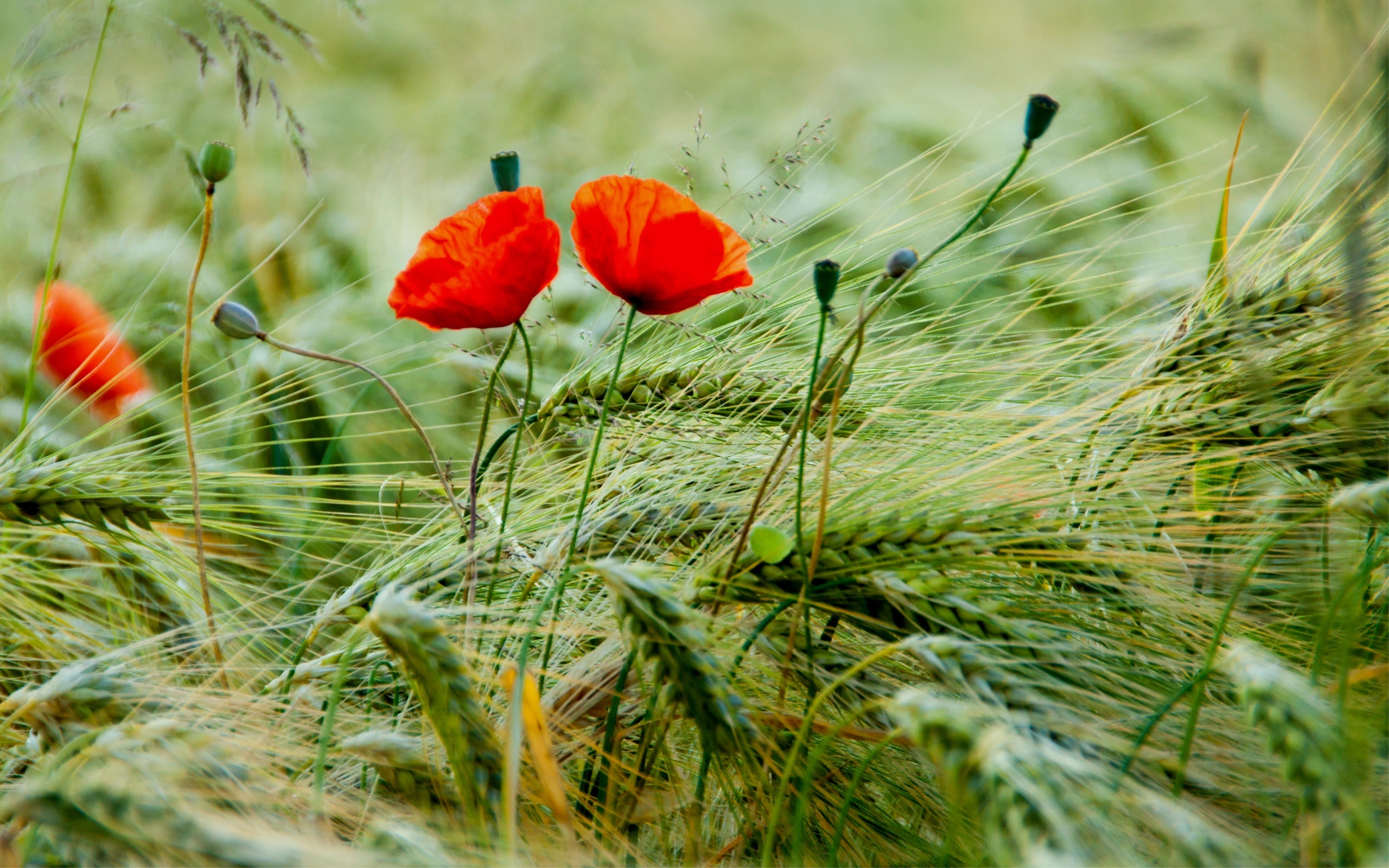 PC Wallpapers green, flowers, plants, poppies