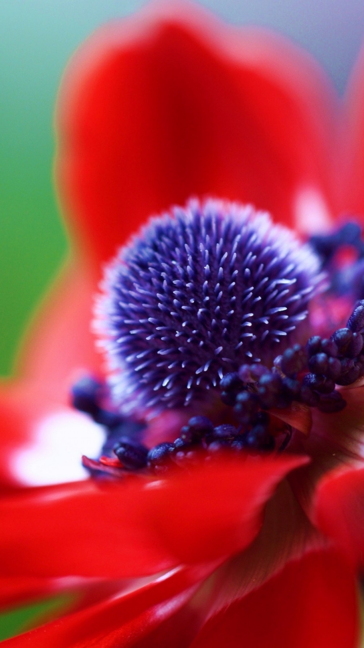 Descarga gratuita de fondo de pantalla para móvil de Flores, Flor, Tierra/naturaleza.