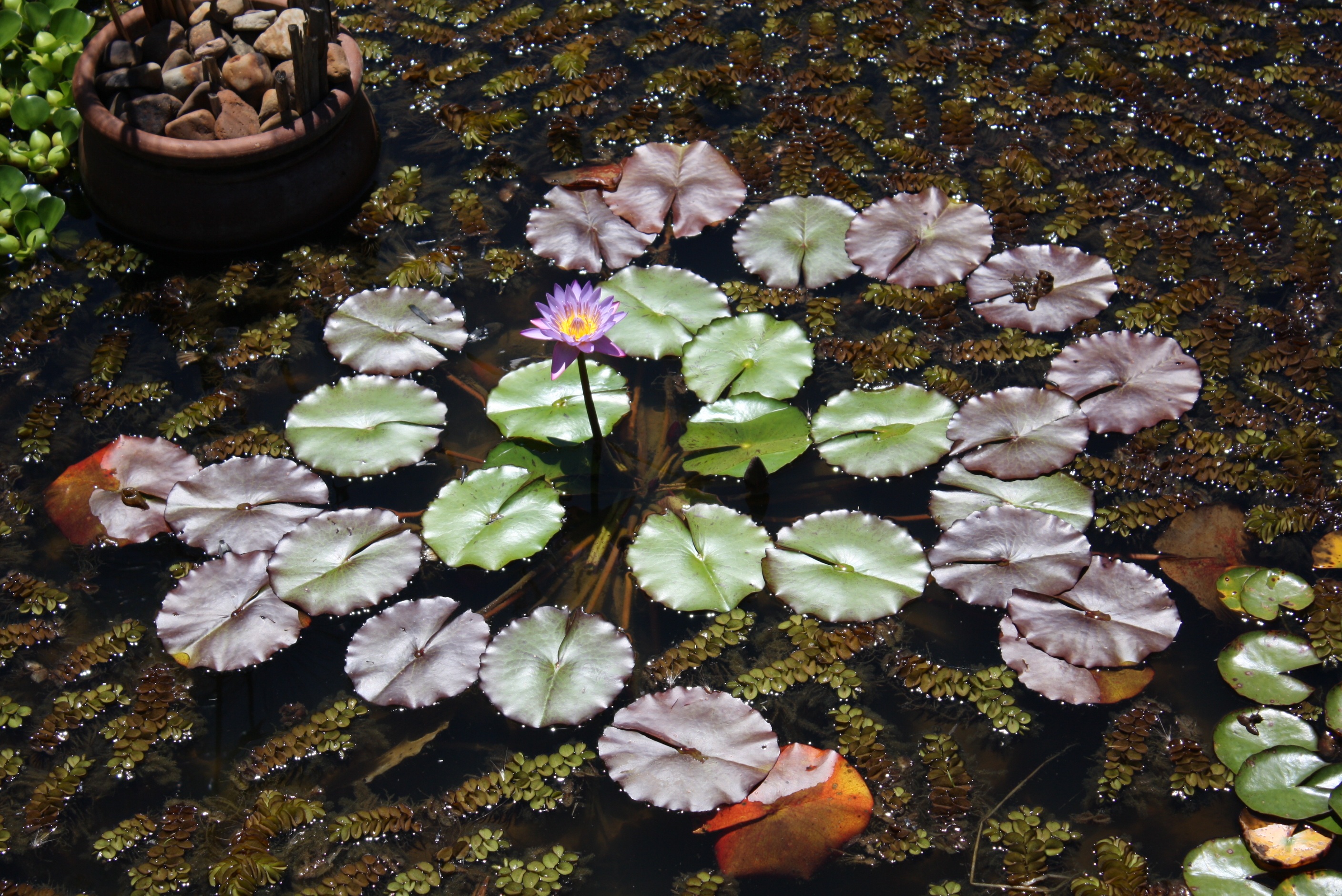 Free download wallpaper Nature, Flowers, Flower, Earth, Pond, Water Lily, Purple Flower, Lily Pad on your PC desktop