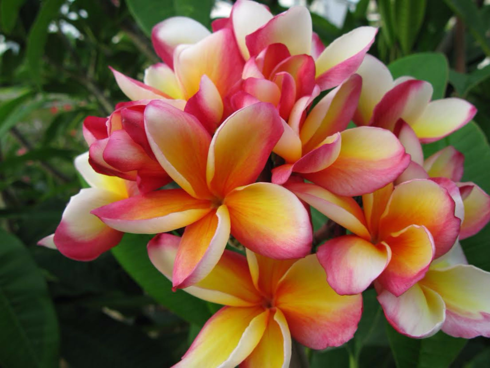 Descarga gratis la imagen Flores, Flor, Frangipani, Tierra/naturaleza, Plumería en el escritorio de tu PC
