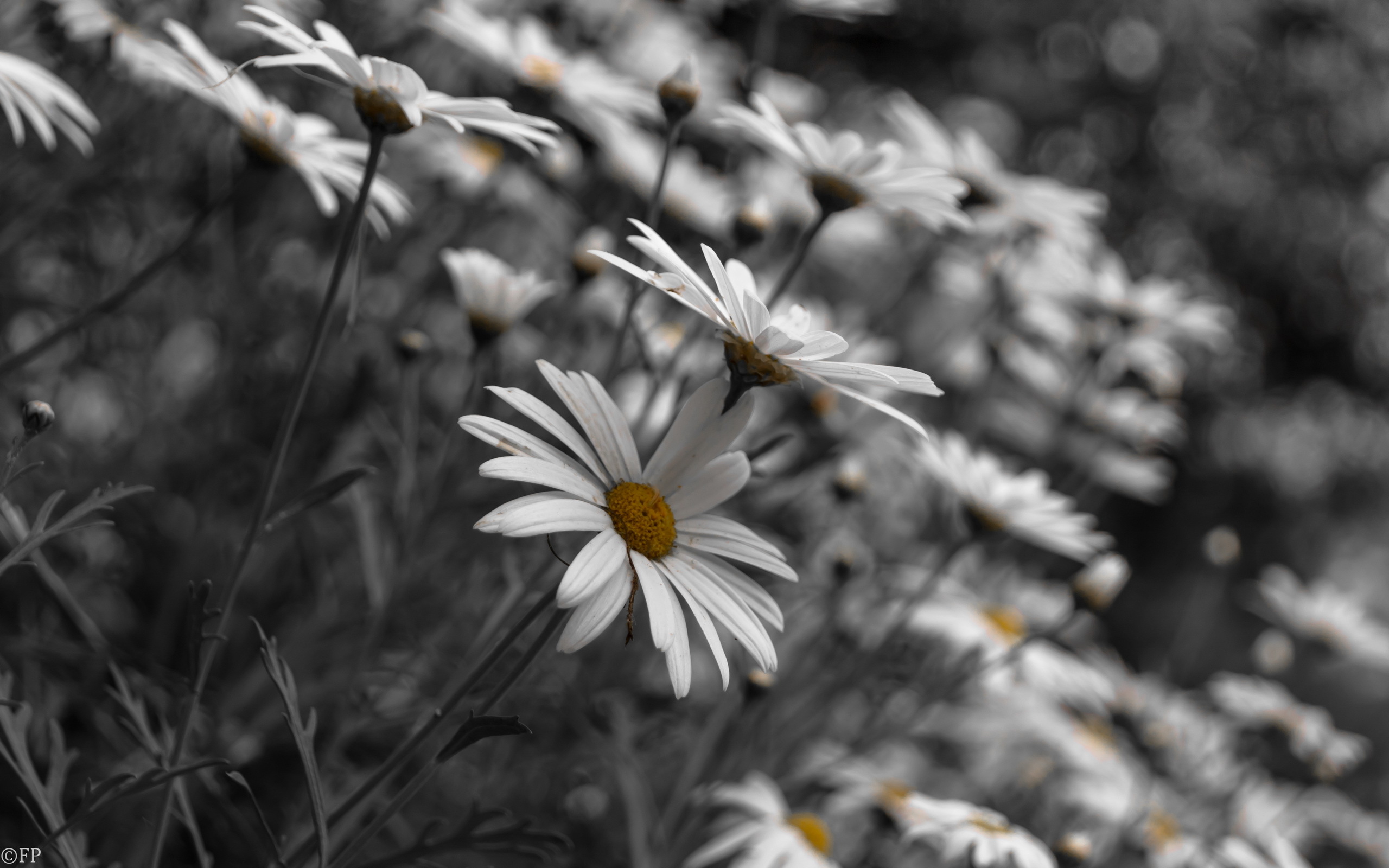 Download mobile wallpaper Nature, Flowers, Flower, Macro, Earth, Field, Daisy for free.