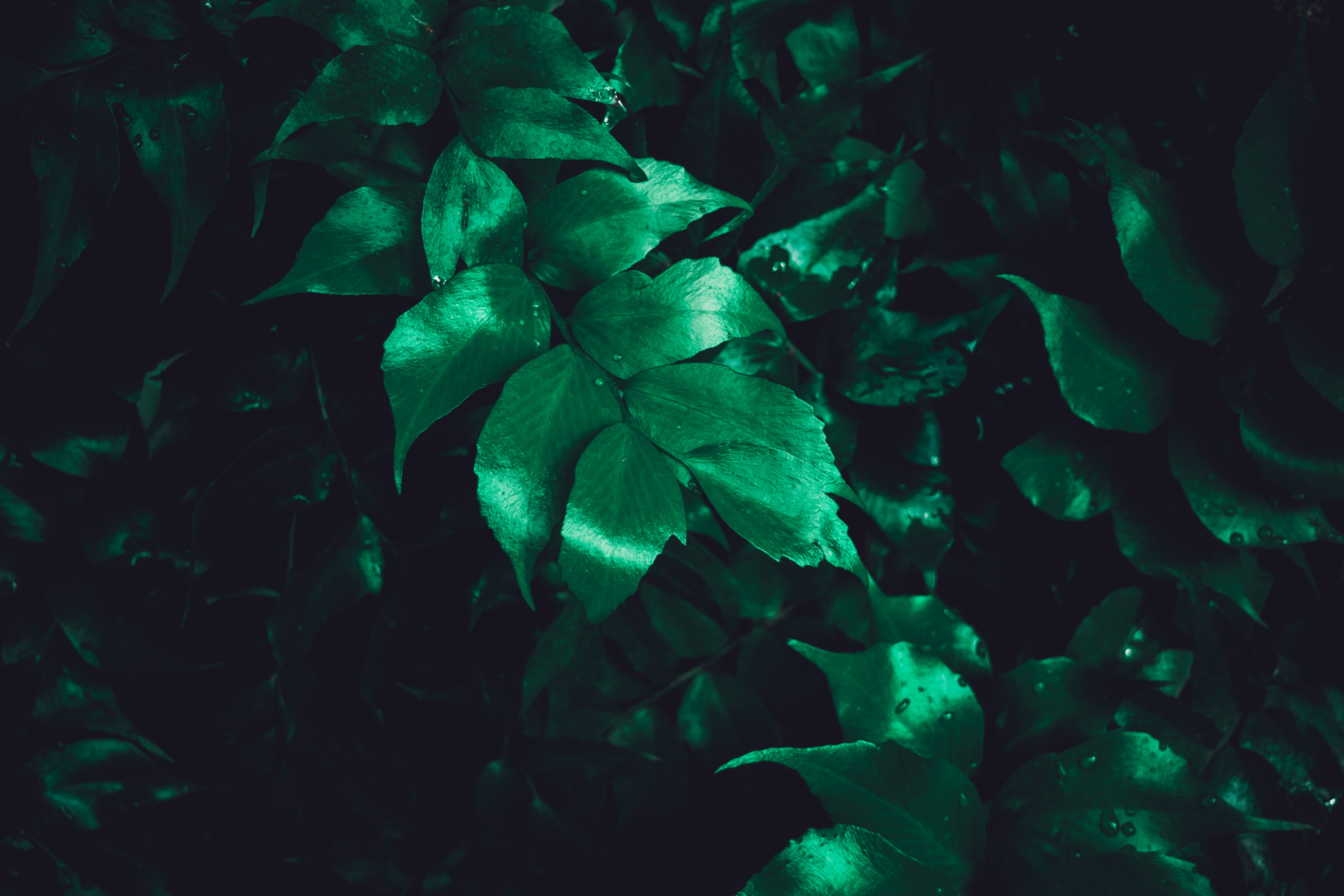 Free download wallpaper Surface, Brilliance, Plant, Leaves, Shine, Nature on your PC desktop