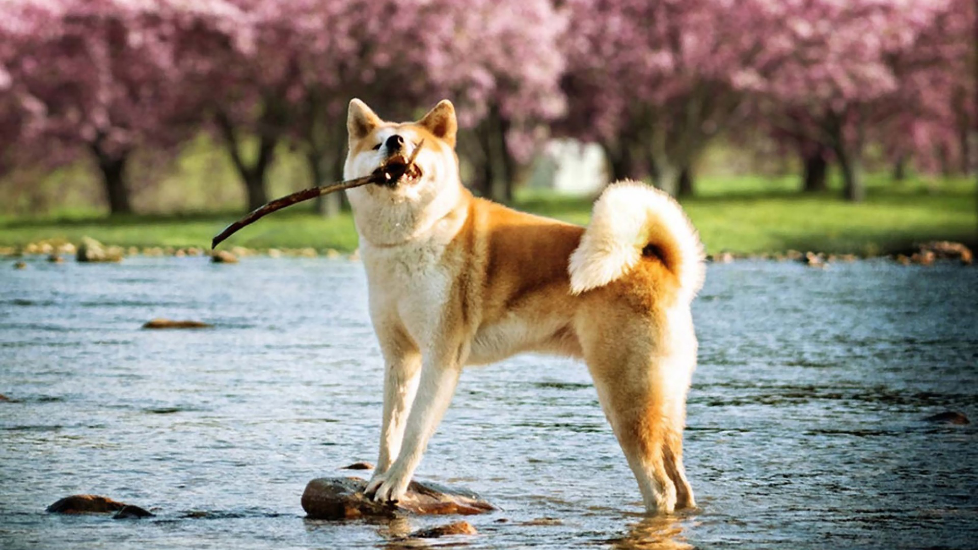 Téléchargez gratuitement l'image Animaux, Chien sur le bureau de votre PC