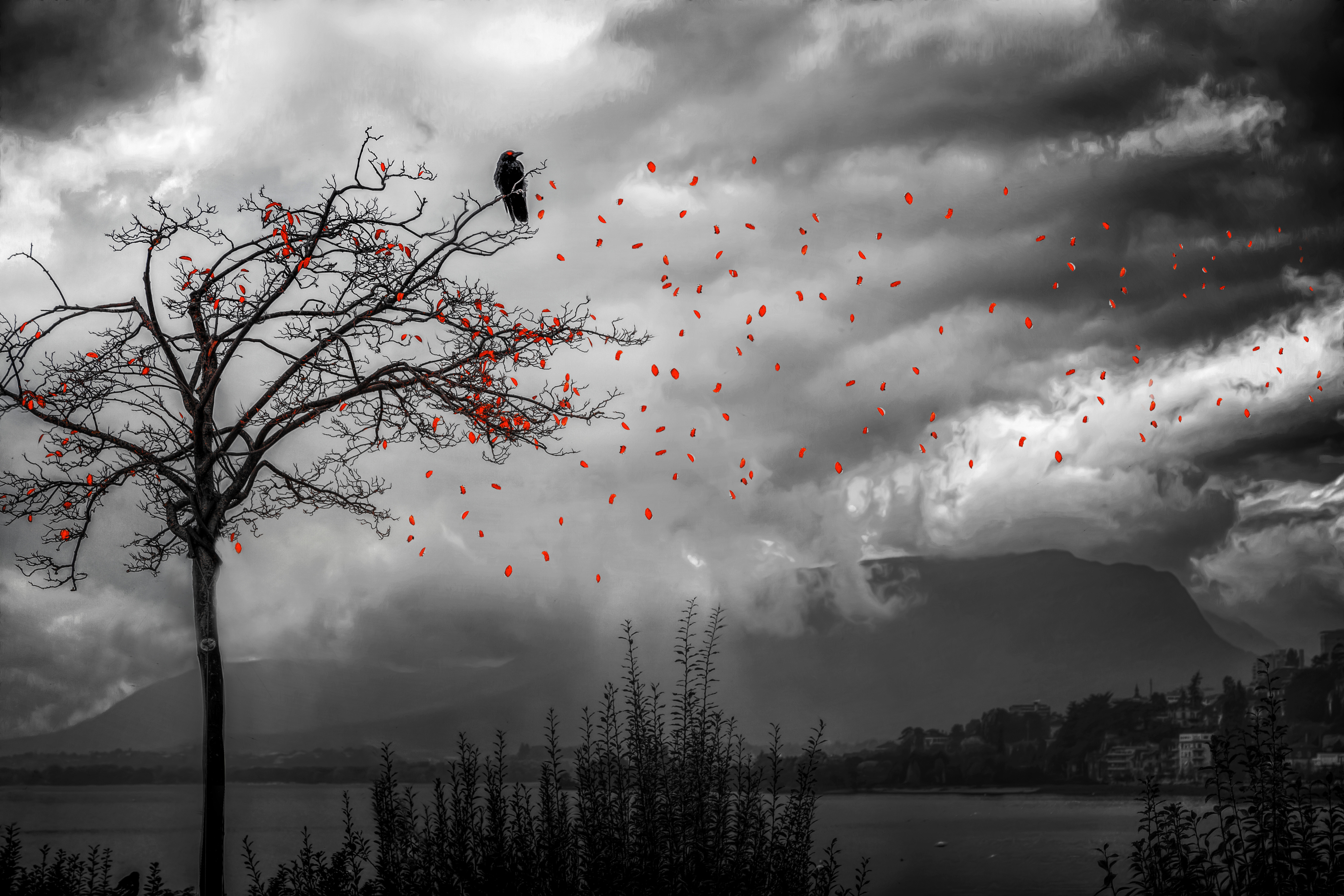 selective color, crow, photography, manipulation, cloud, lake, petal, tree