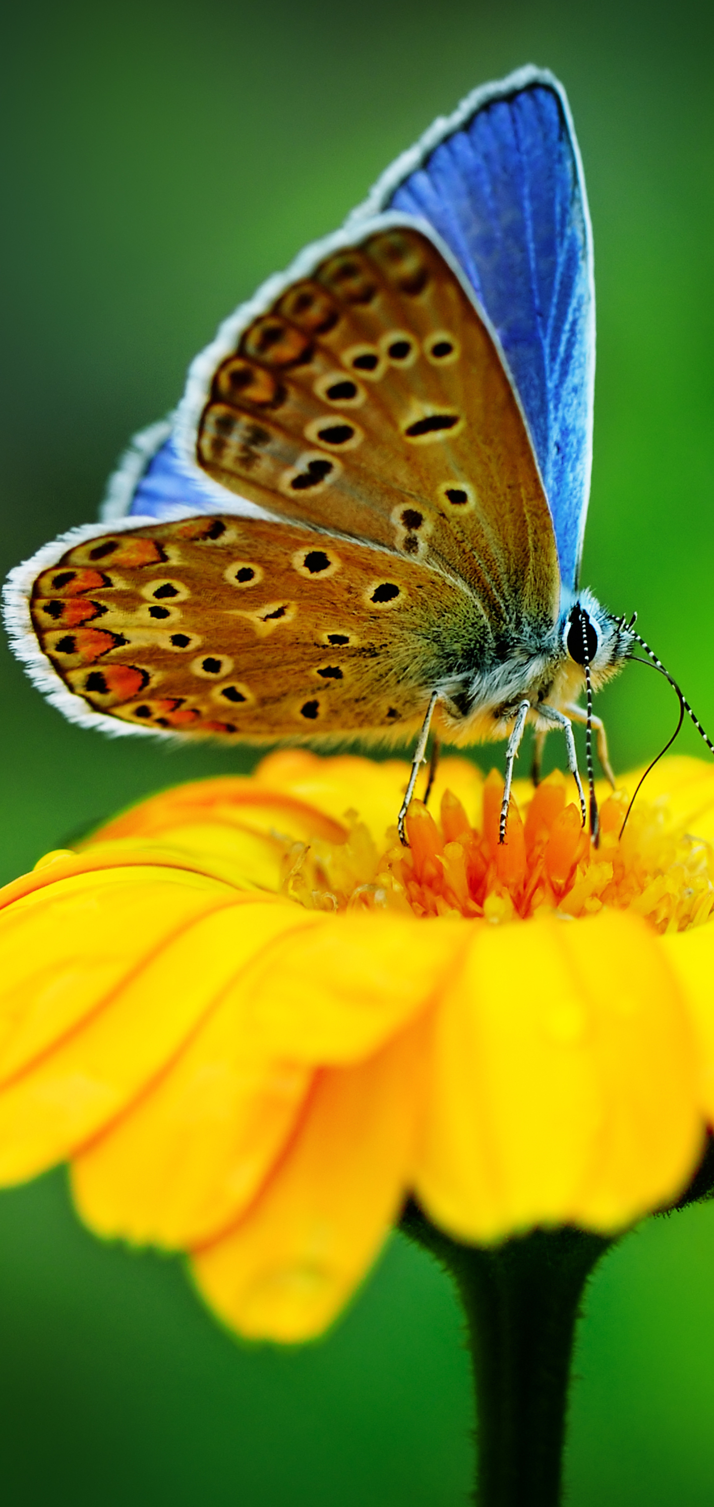 Download mobile wallpaper Flower, Macro, Insect, Butterfly, Animal, Yellow Flower for free.