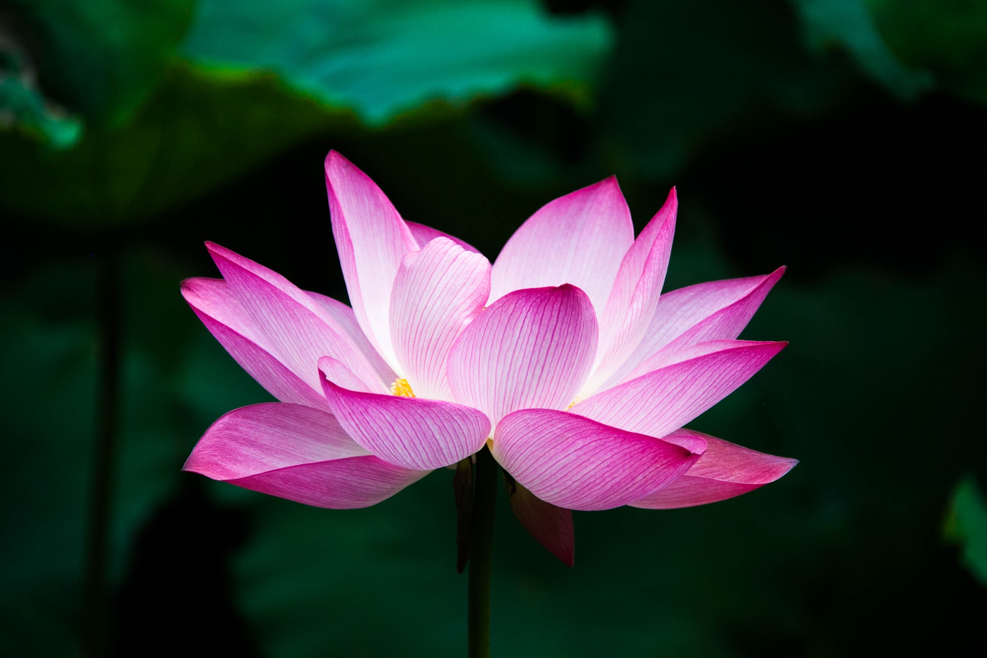 Laden Sie das Blumen, Lotus, Erde/natur, Pinke Blume-Bild kostenlos auf Ihren PC-Desktop herunter