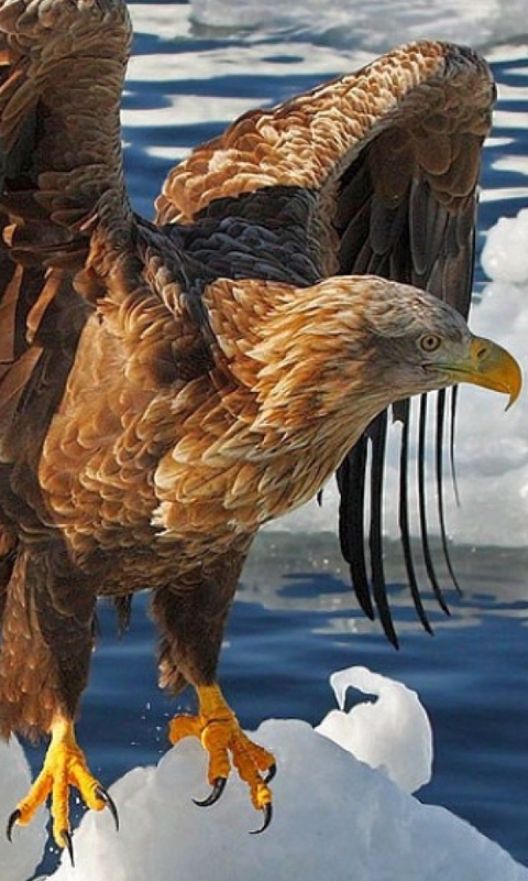 Download mobile wallpaper Birds, Animal, Eagle for free.