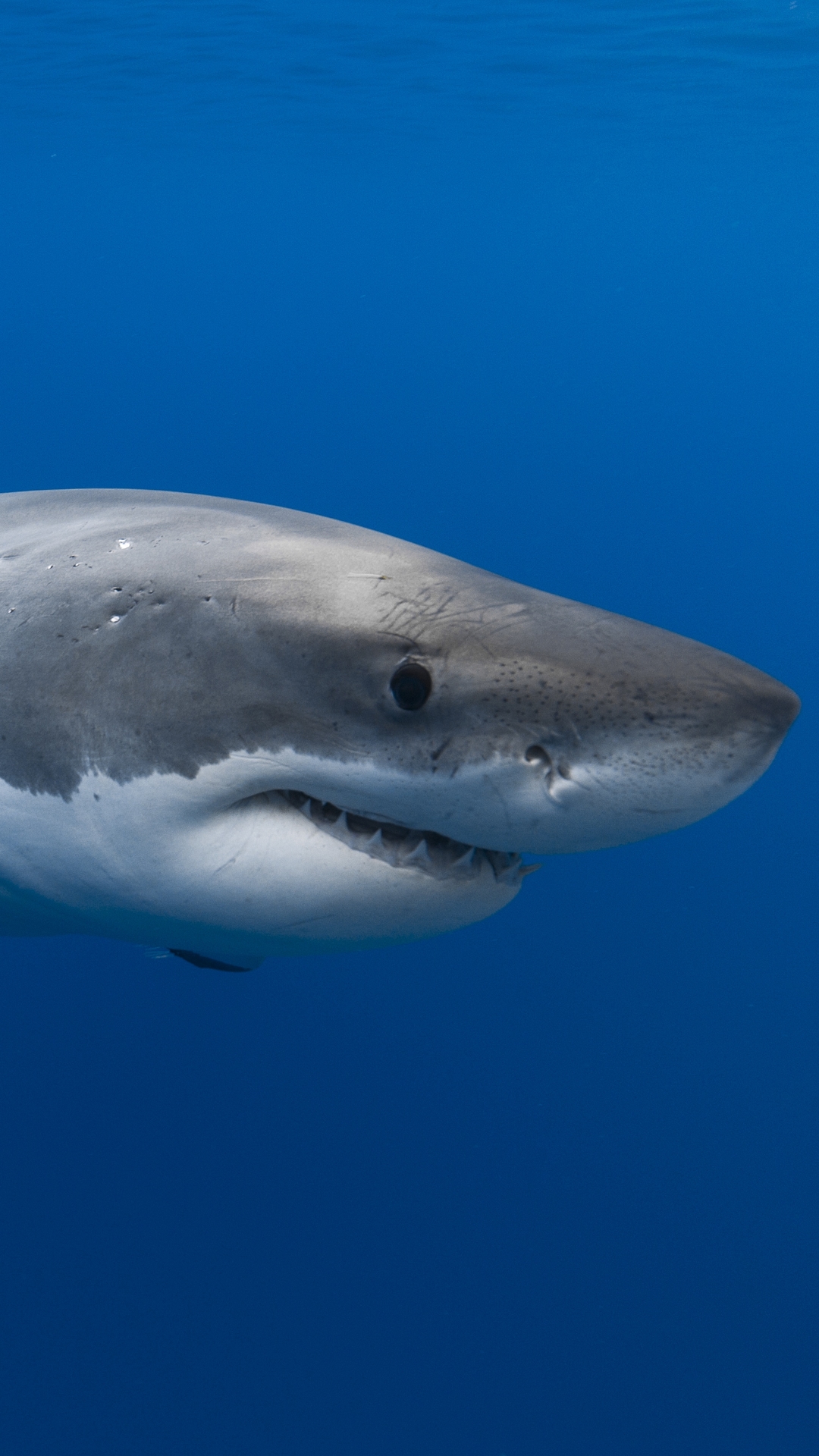 Download mobile wallpaper Sharks, Animal, Underwater, Shark, Sea Life for free.