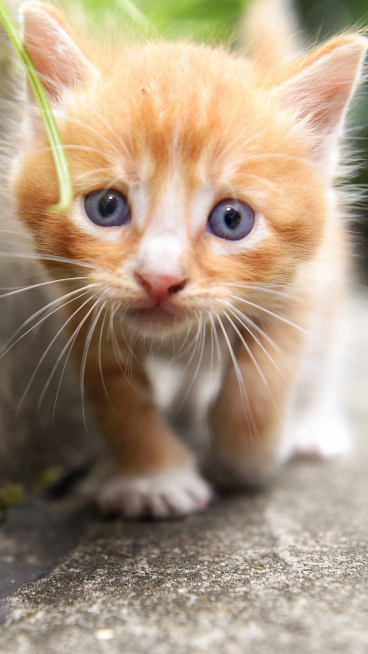 Download mobile wallpaper Cats, Cat, Kitten, Close Up, Animal, Baby Animal, Stare for free.