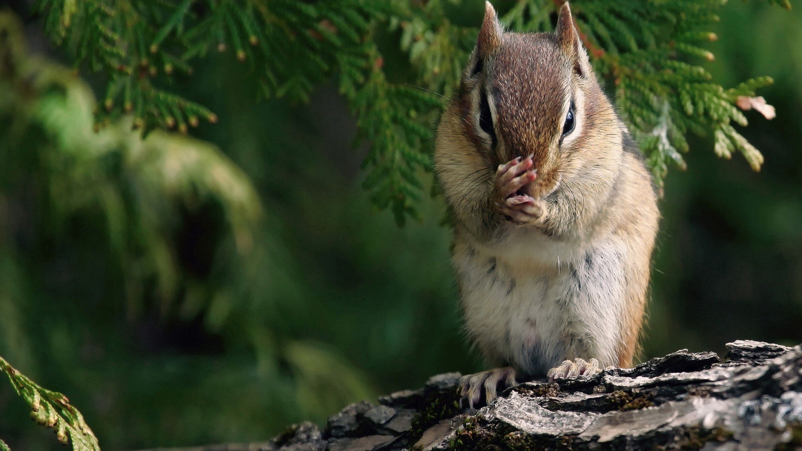 Laden Sie das Holz, Sitzen, Baum, Zweig, Ast, Tiere, Eichhörnchen-Bild kostenlos auf Ihren PC-Desktop herunter