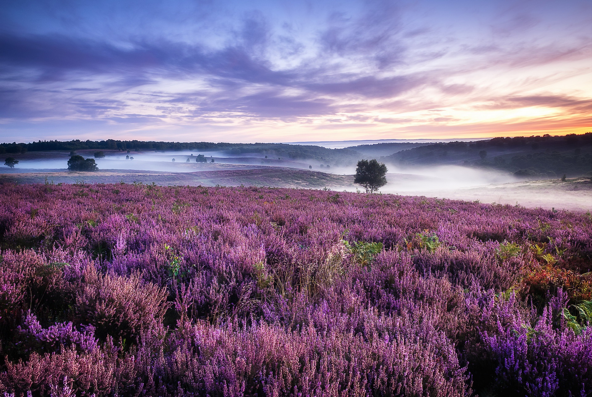 Download mobile wallpaper Landscape, Nature, Sky, Fog, Sunrise, Earth, Lavender, Purple Flower for free.