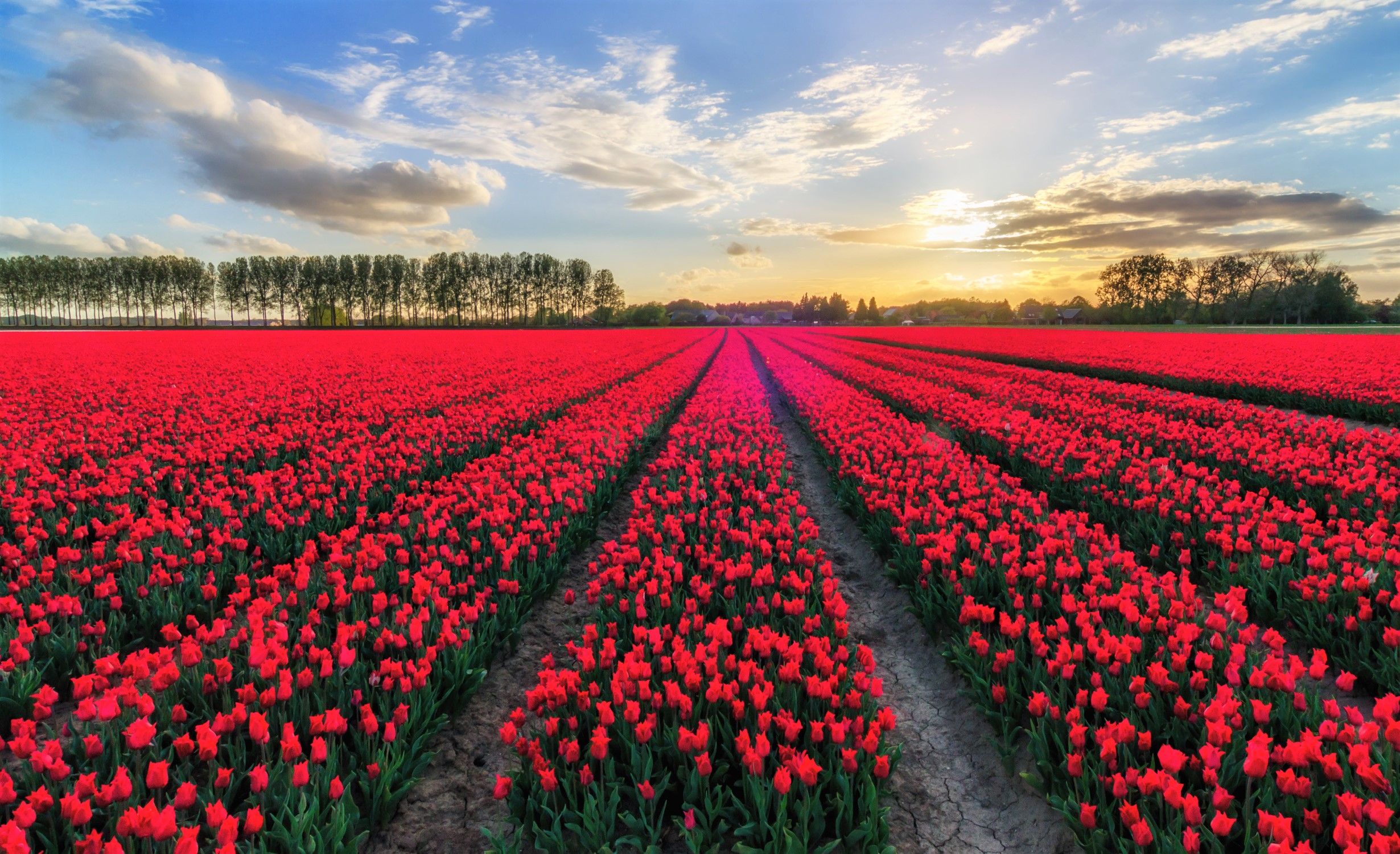 Free download wallpaper Flowers, Flower, Earth, Field, Tulip, Red Flower on your PC desktop