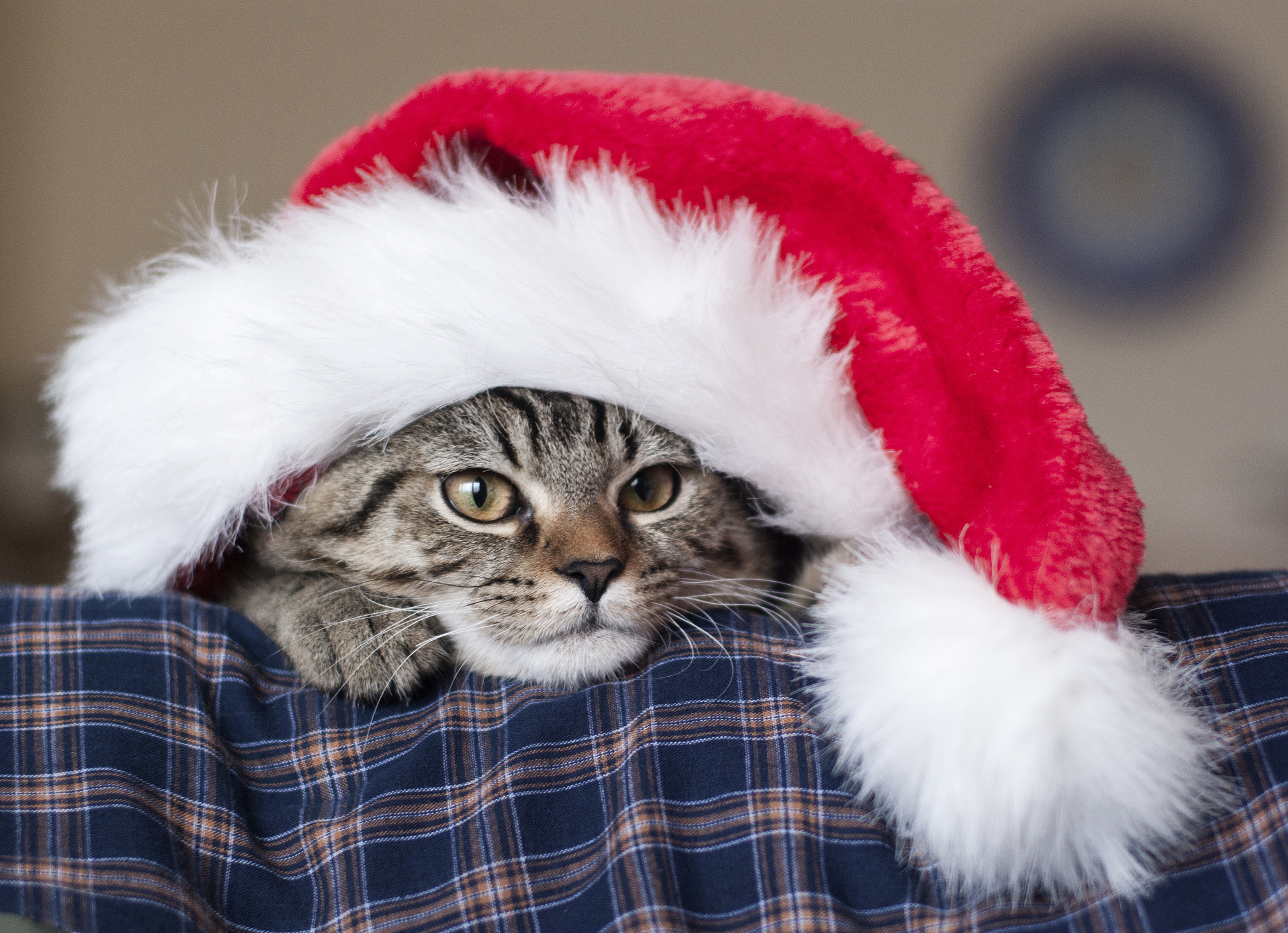 PCデスクトップに猫, 新年, サンタクロースの帽子, サンタの帽子, 銃口, 動物, ネコ画像を無料でダウンロード