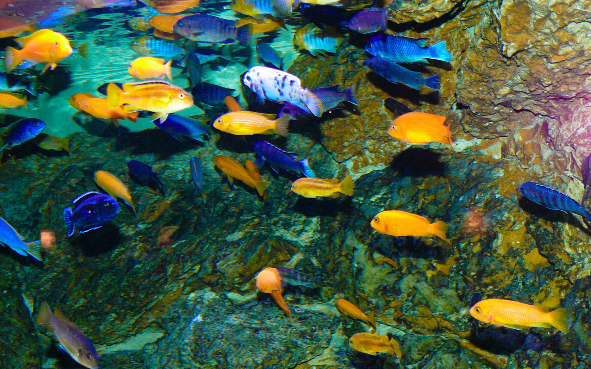 Free download wallpaper Fishes, Animal, Fish on your PC desktop