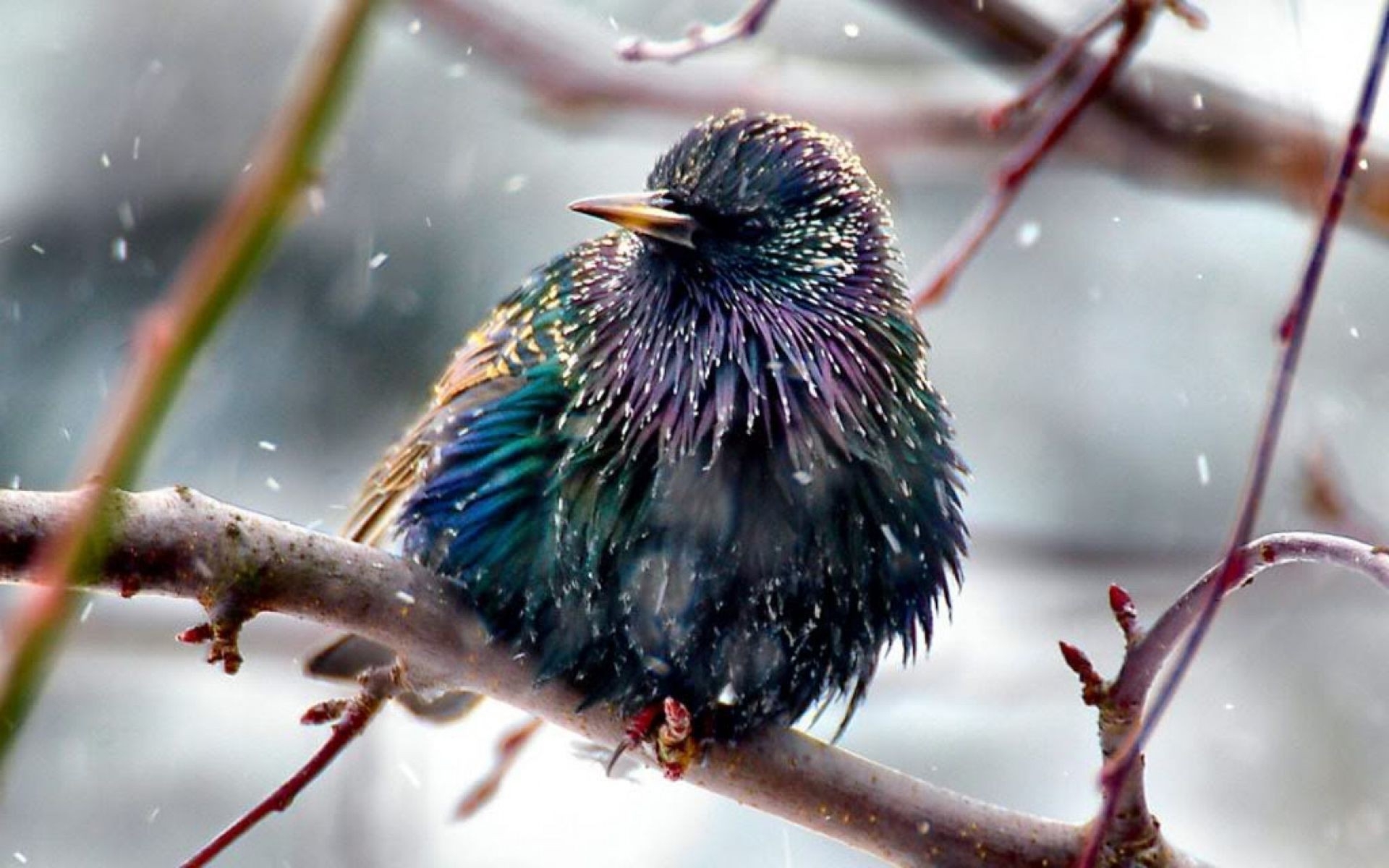 Descarga gratuita de fondo de pantalla para móvil de Animales, Aves, Ave.