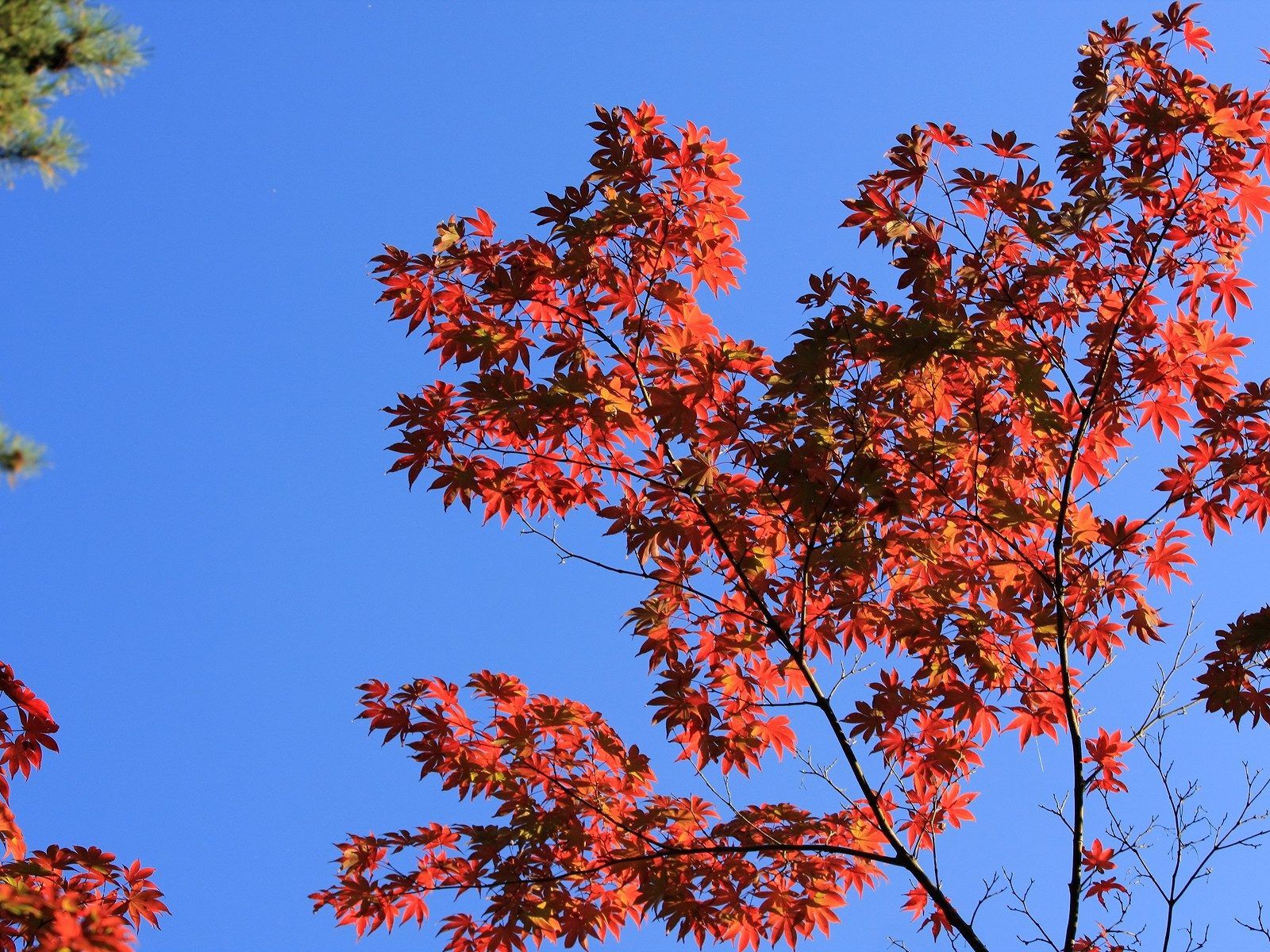 Laden Sie das Blätter, Holz, Geäst, Zweige, Sky, Natur, Baum-Bild kostenlos auf Ihren PC-Desktop herunter