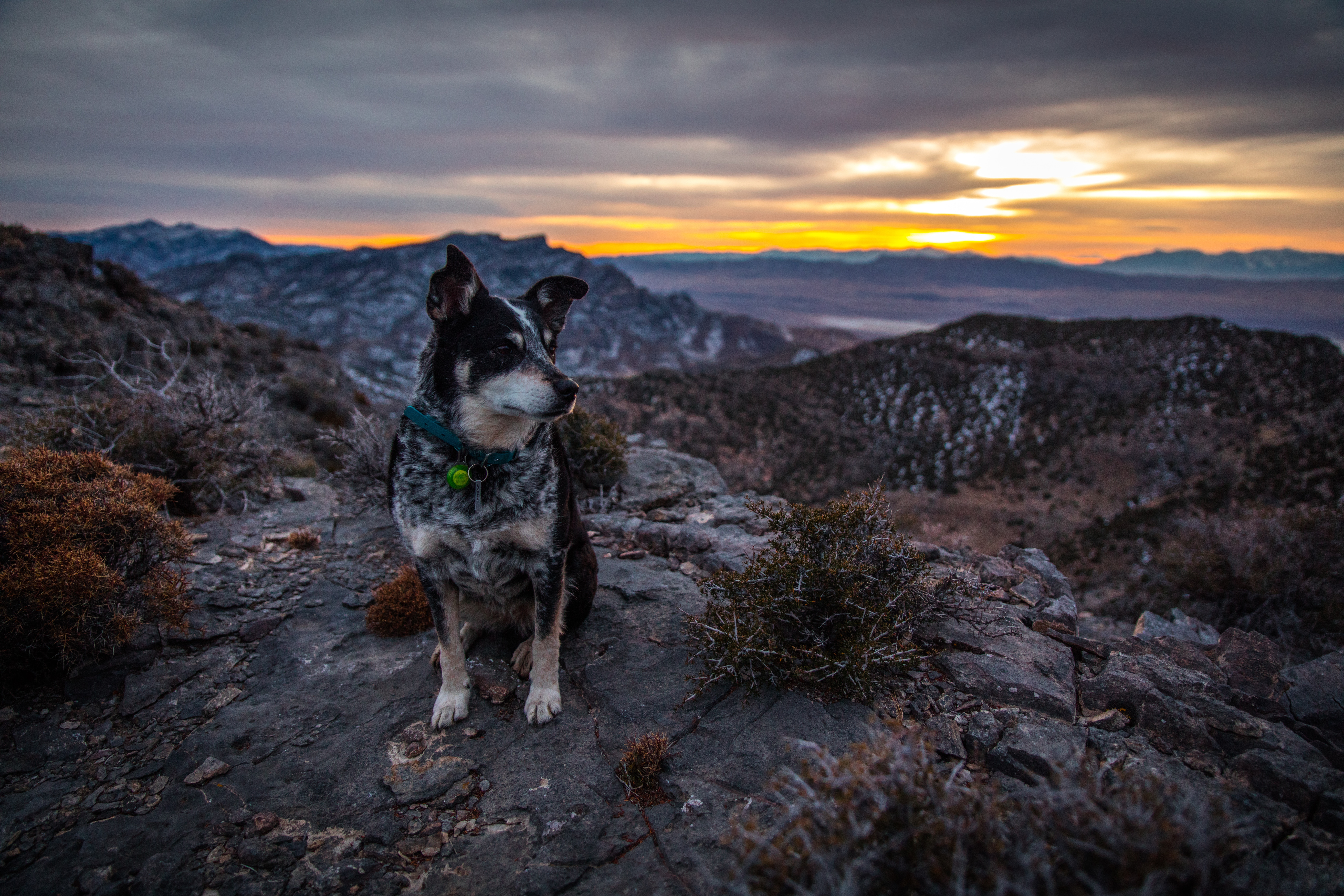 animals, mountains, dog, evening, is sitting, sits