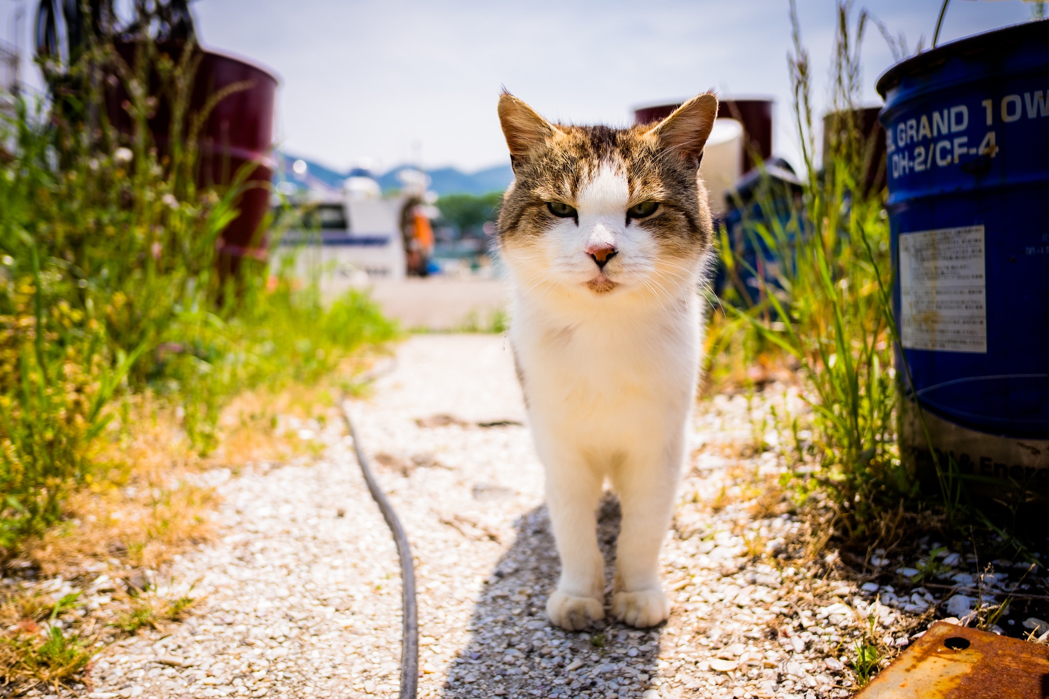 Free download wallpaper Cats, Cat, Animal, Stare, Depth Of Field on your PC desktop