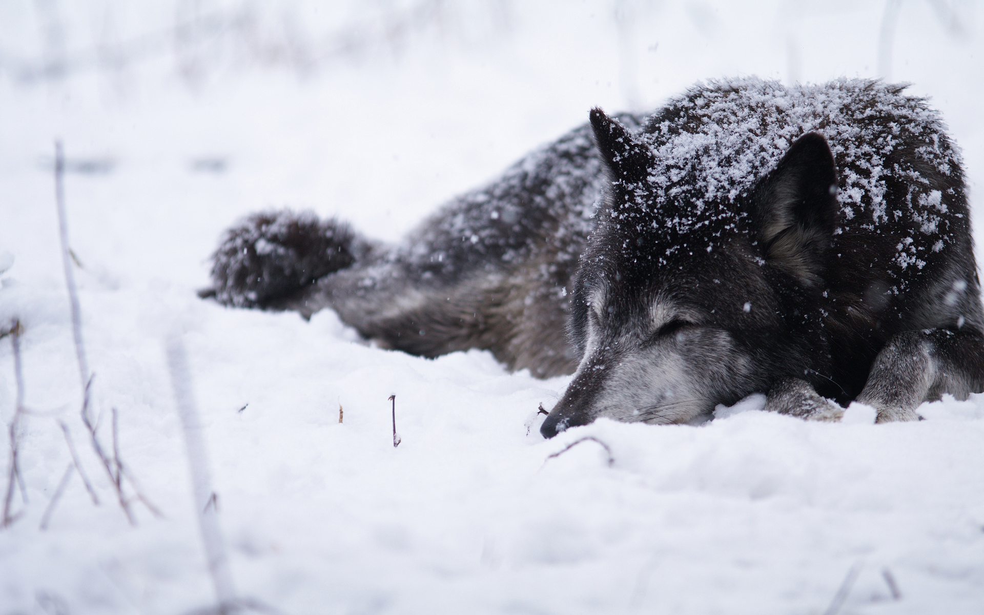 Descarga gratuita de fondo de pantalla para móvil de Animales, Lobo.