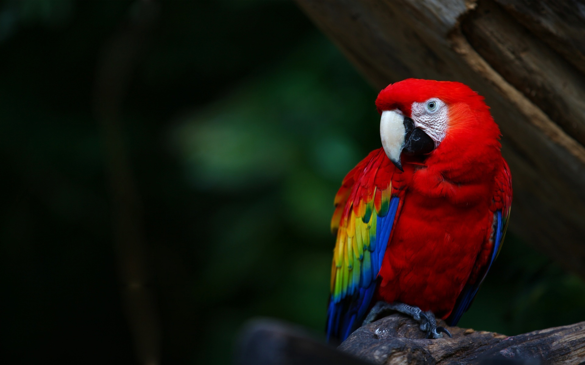 Laden Sie das Tiere, Papagei, Hellroter Ara-Bild kostenlos auf Ihren PC-Desktop herunter