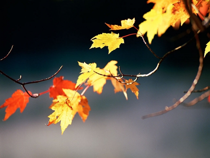 Скачать картинку Листья, Осень, Объекты в телефон бесплатно.