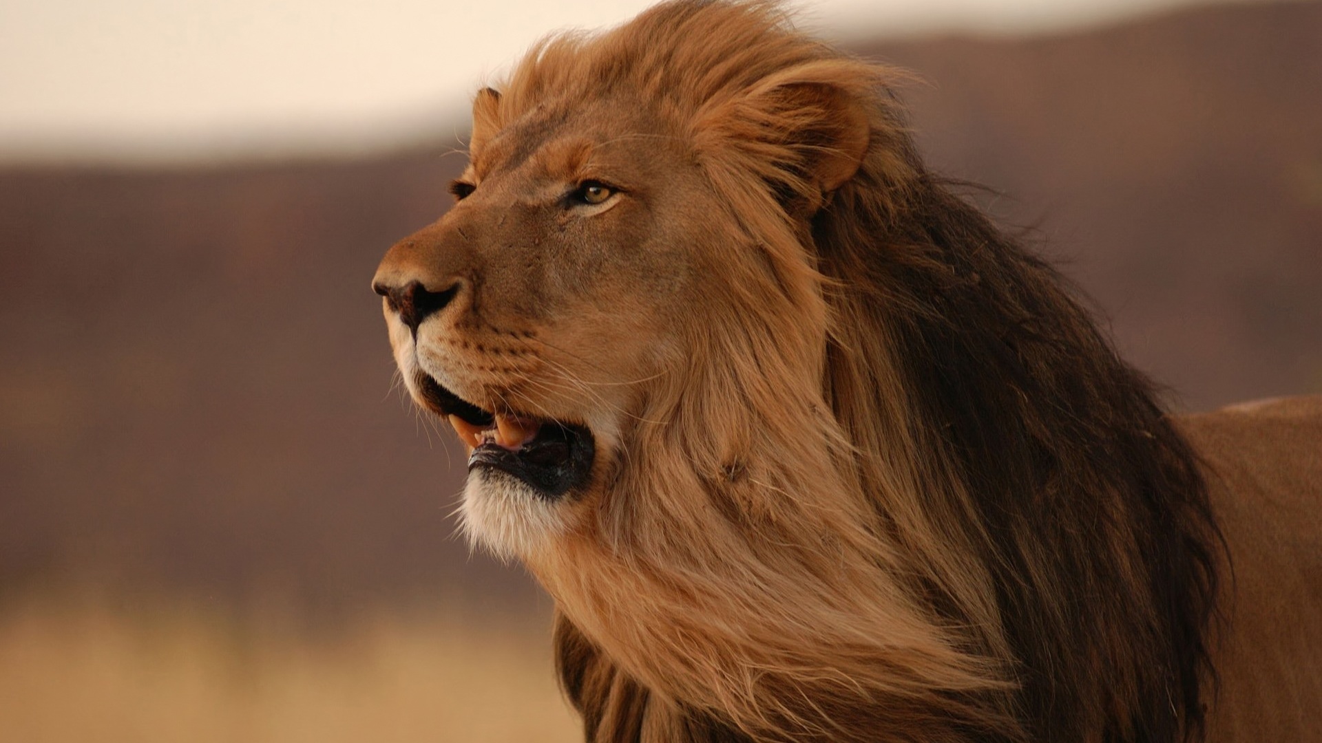 Free download wallpaper Lion, Animal on your PC desktop