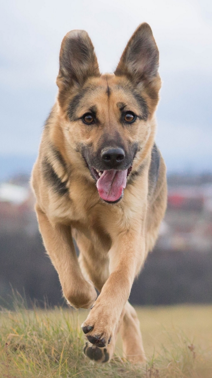 Handy-Wallpaper Tiere, Hunde, Hund, Schäferhund, Bokeh kostenlos herunterladen.