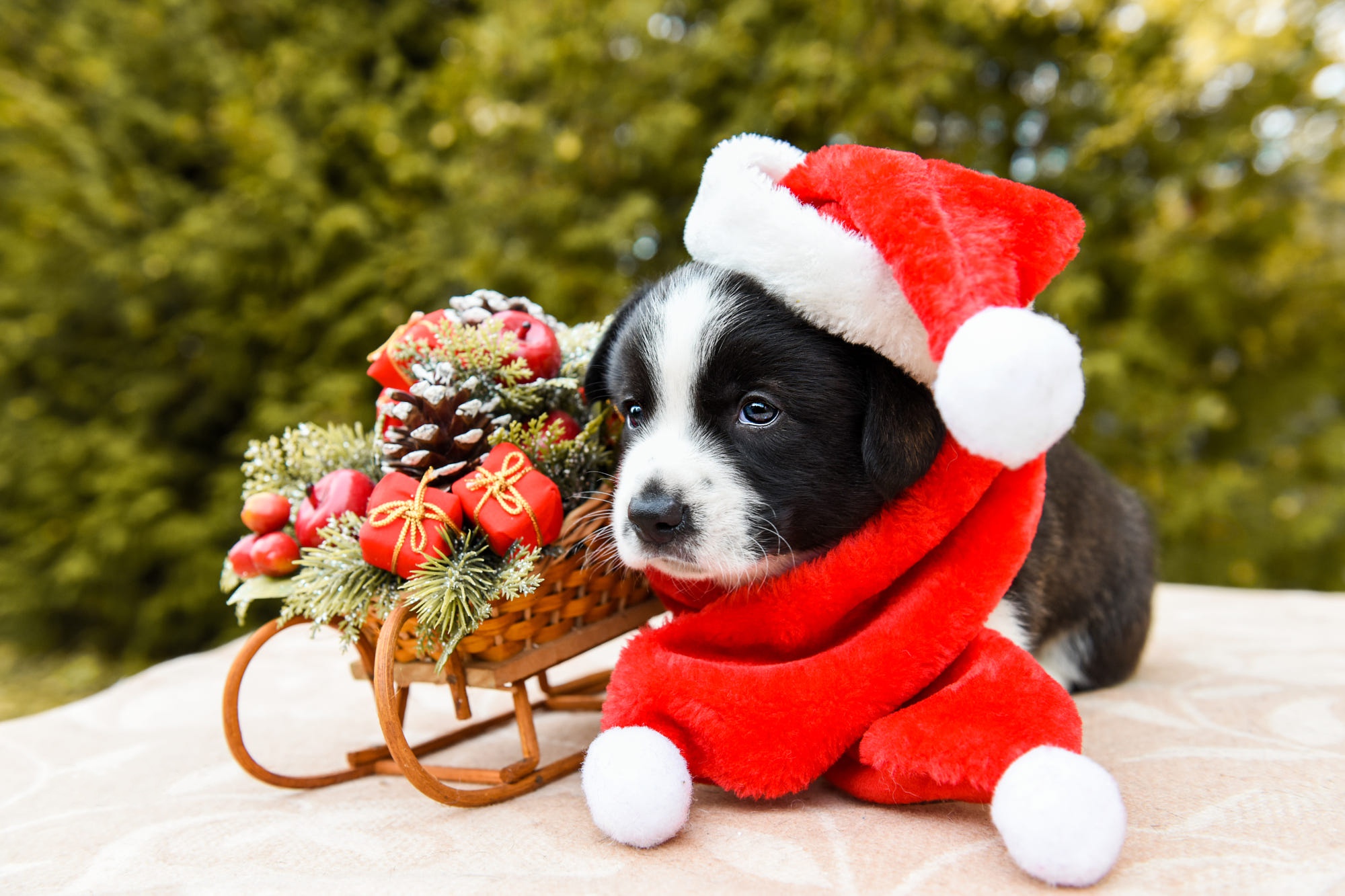 Download mobile wallpaper Dogs, Dog, Christmas, Animal, Puppy, Sled, Baby Animal, Santa Hat for free.