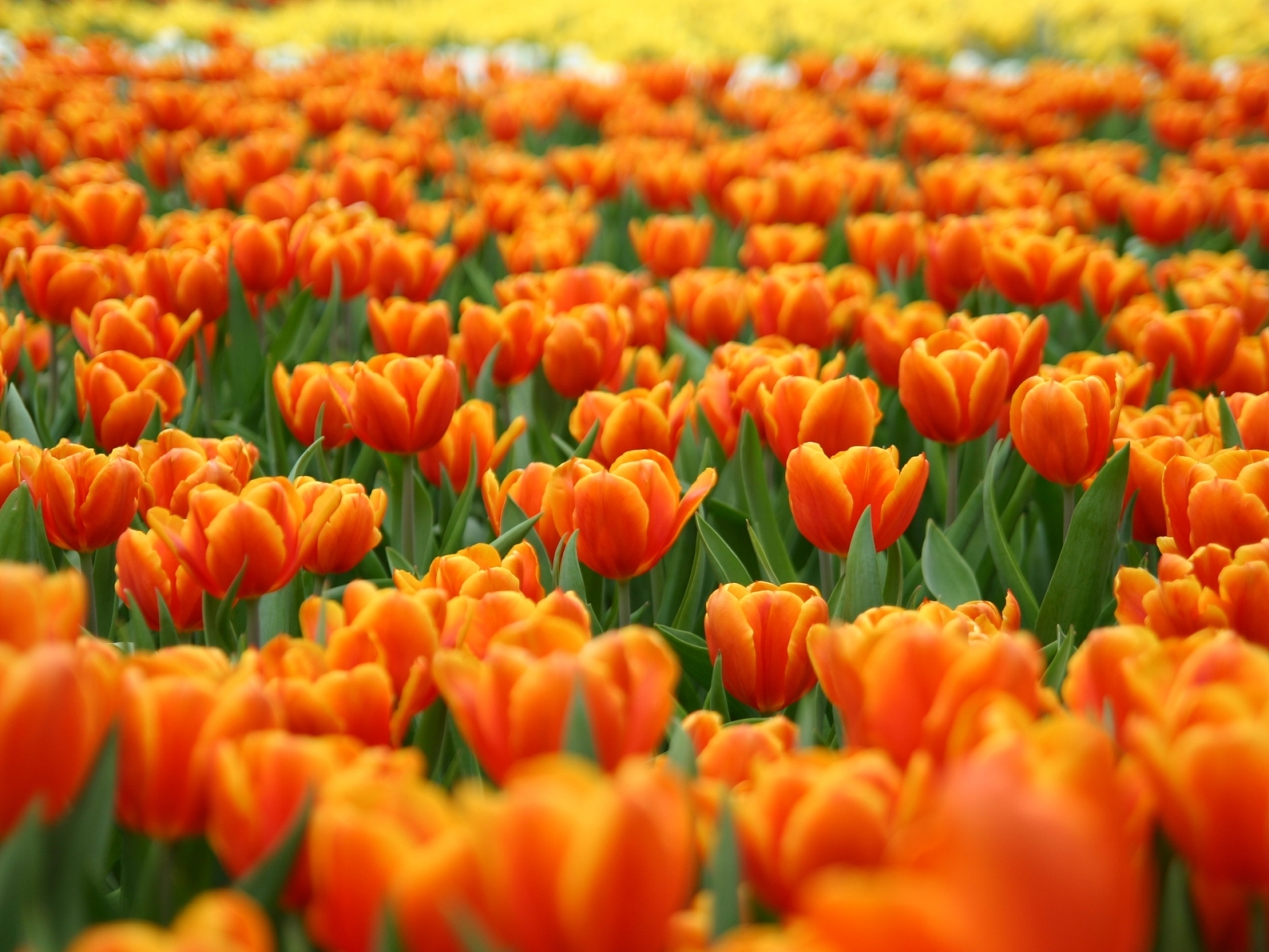 Descarga gratis la imagen Plantas, Flores, Fondo, Tulipanes en el escritorio de tu PC