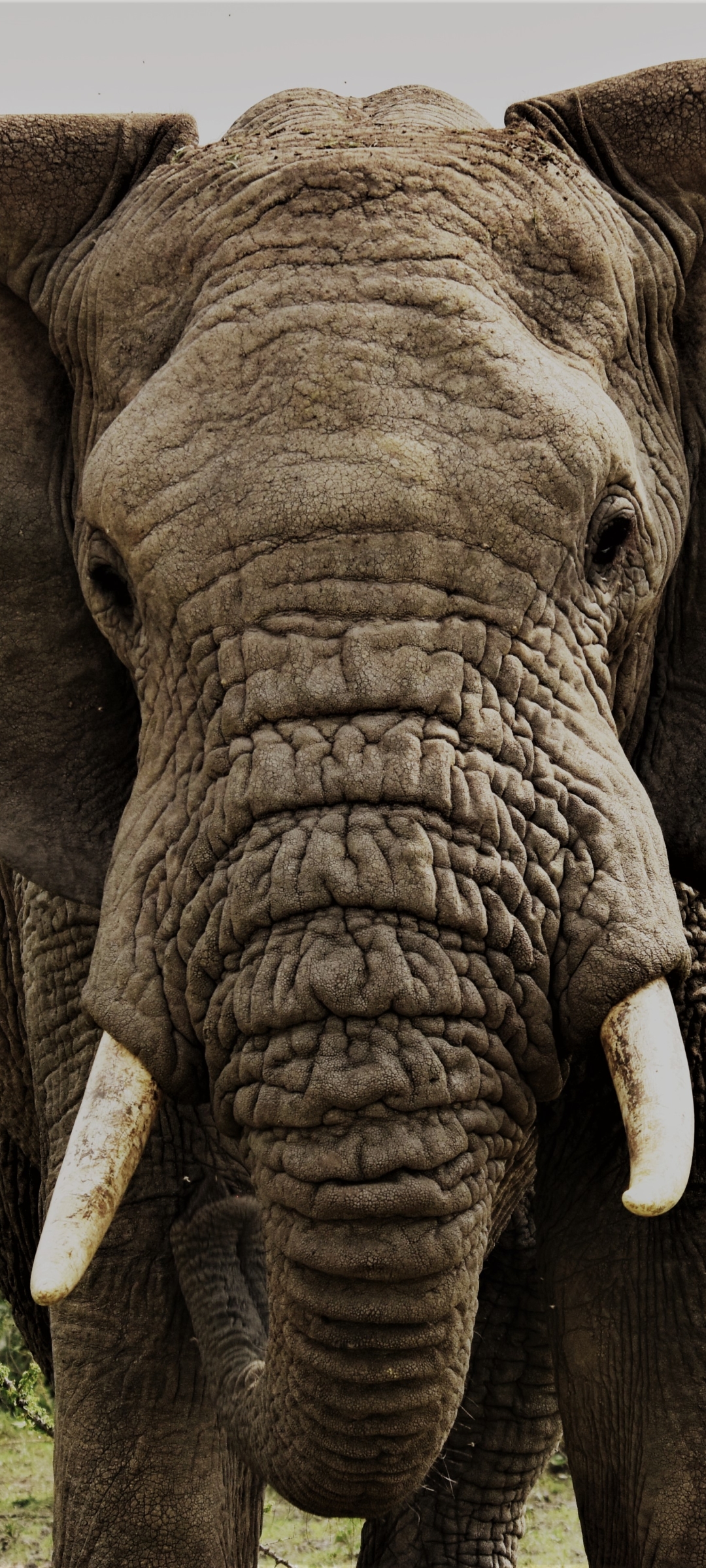 Download mobile wallpaper Elephants, Animal, Africa, African Bush Elephant, Tanzania for free.