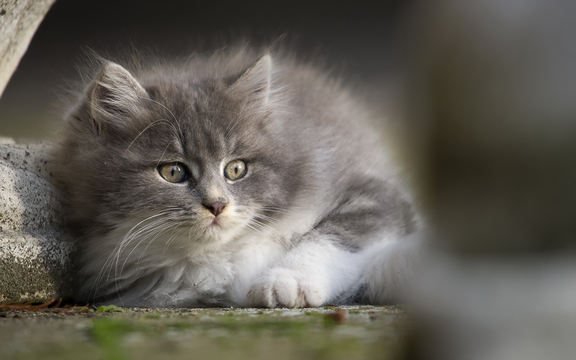 397178 Protetores de tela e papéis de parede Gatos em seu telefone. Baixe  fotos gratuitamente