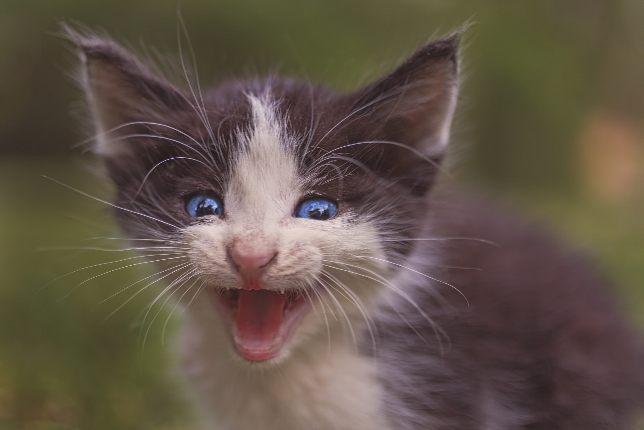 Laden Sie das Tiere, Katzen, Katze, Kätzchen, Blaue Augen, Tierbaby-Bild kostenlos auf Ihren PC-Desktop herunter