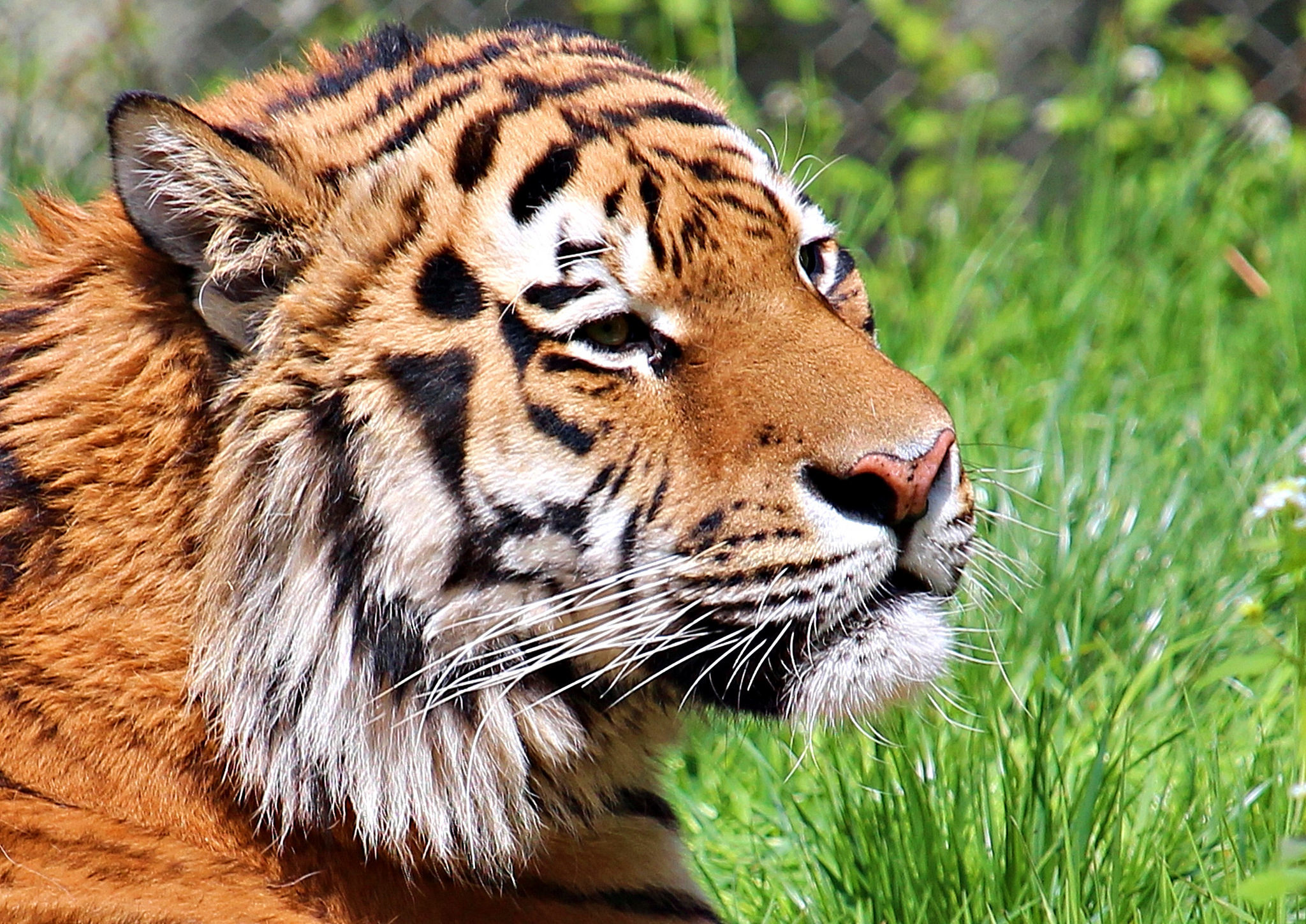 Téléchargez gratuitement l'image Animaux, Chats, Tigre sur le bureau de votre PC