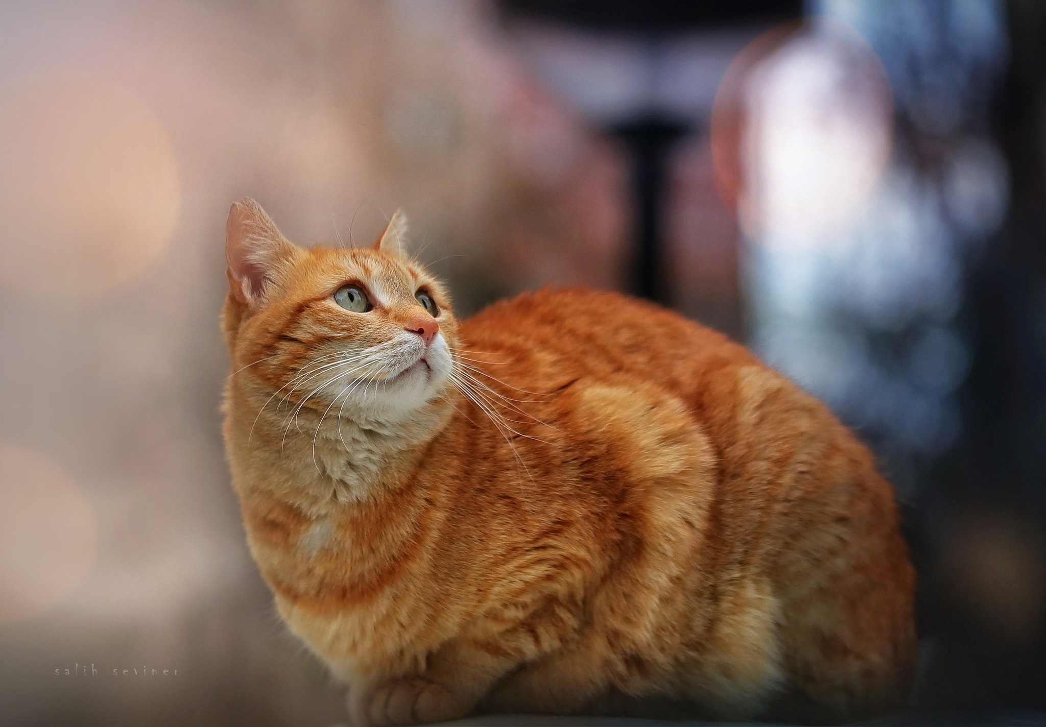 Baixe gratuitamente a imagem Animais, Gatos, Gato na área de trabalho do seu PC