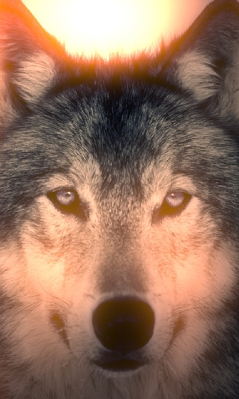 Download mobile wallpaper Sun, Light, Wolf, Animal, Wolves for free.