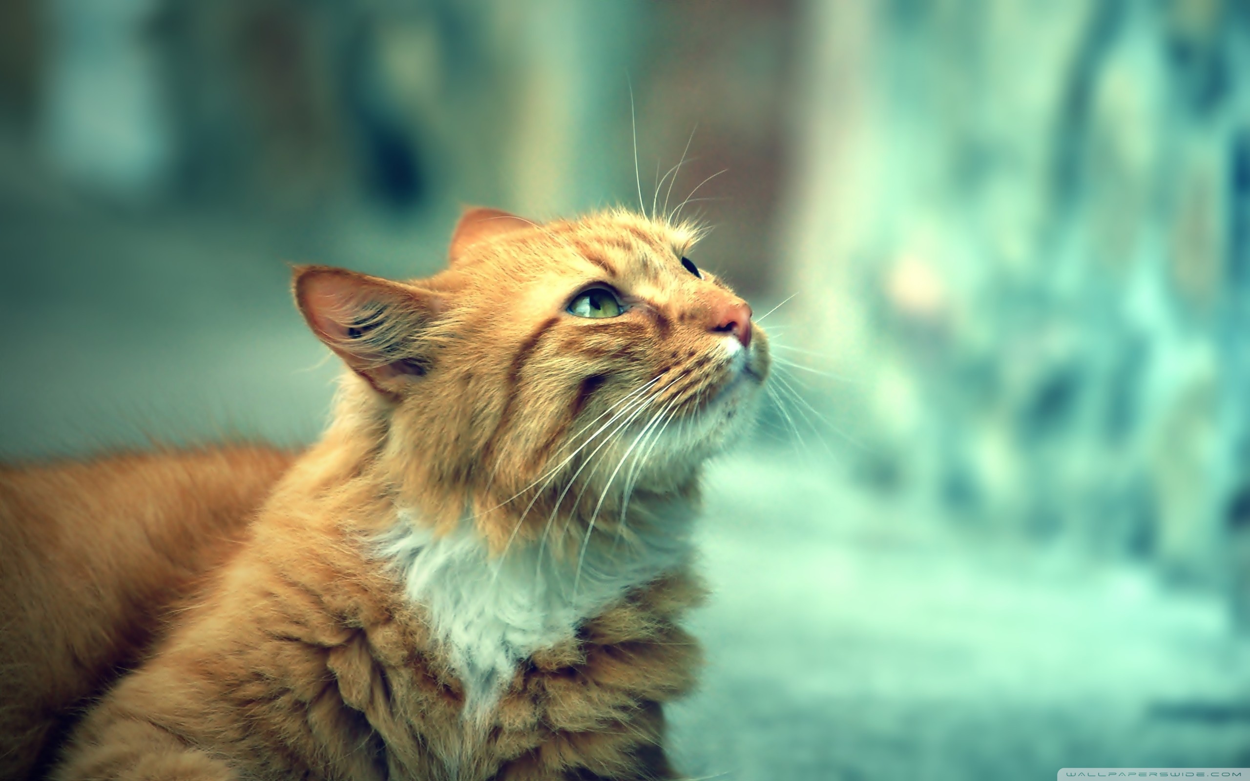 Free download wallpaper Cat, Cats, Animal on your PC desktop