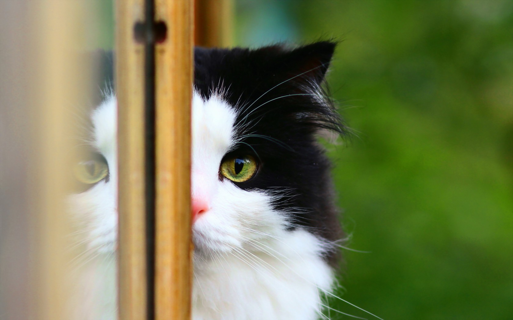 Baixar papel de parede para celular de Animais, Gatos, Gato gratuito.