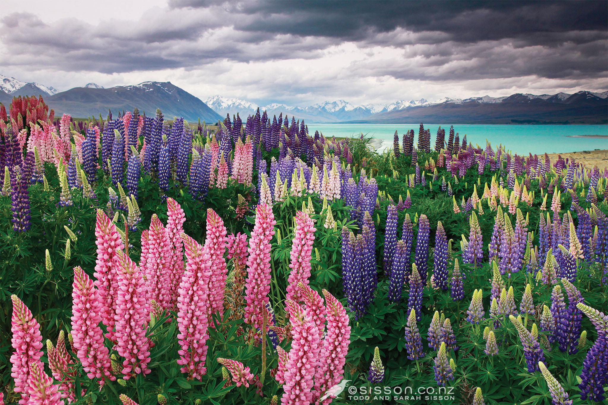 Download mobile wallpaper Landscape, Lake, Flower, Earth, Lupine, Purple Flower, Pink Flower for free.
