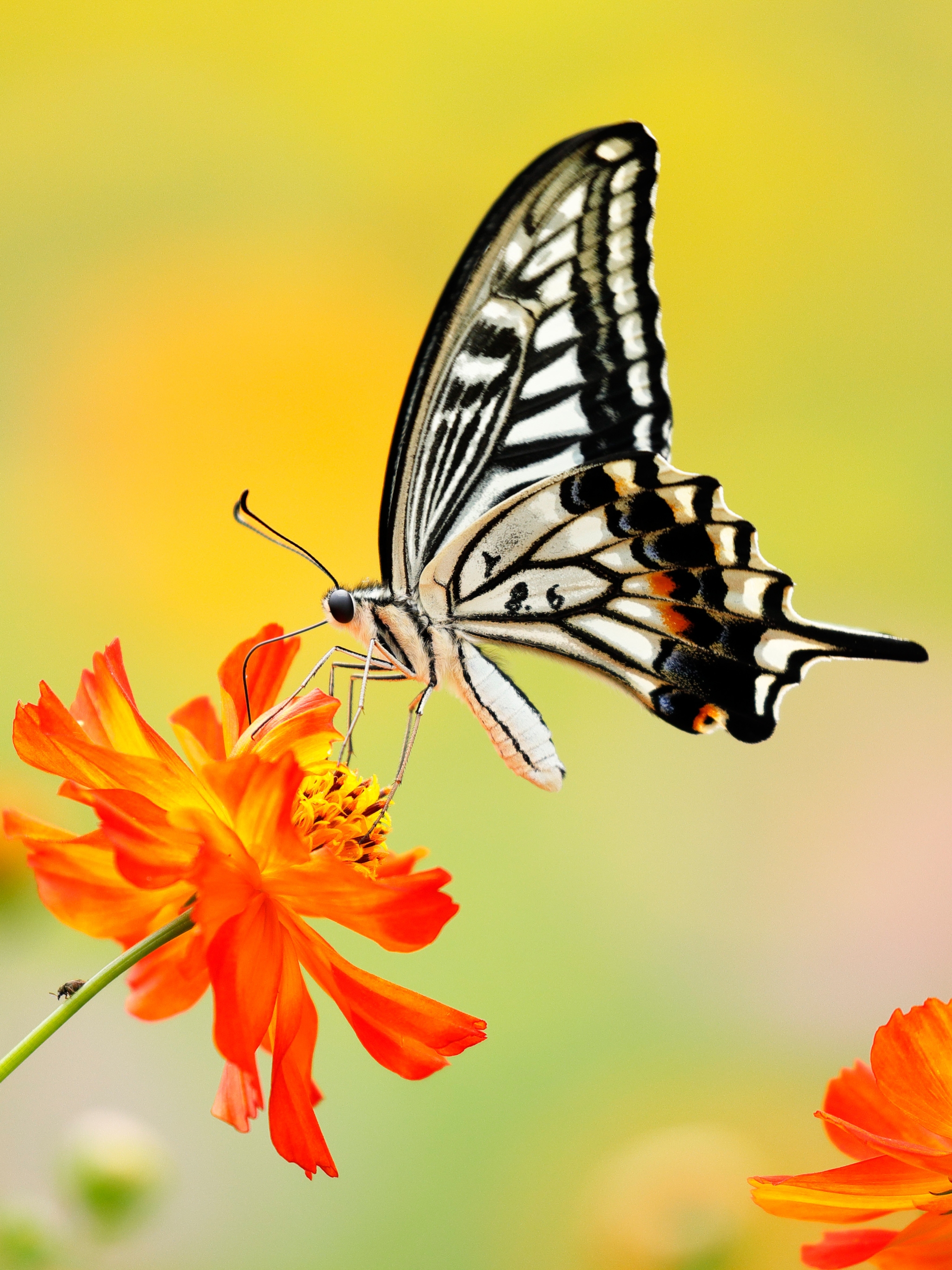 1180266 télécharger l'image animaux, machaon, papillon, insecte, fleur, macro, kosmeya, insectes - fonds d'écran et économiseurs d'écran gratuits