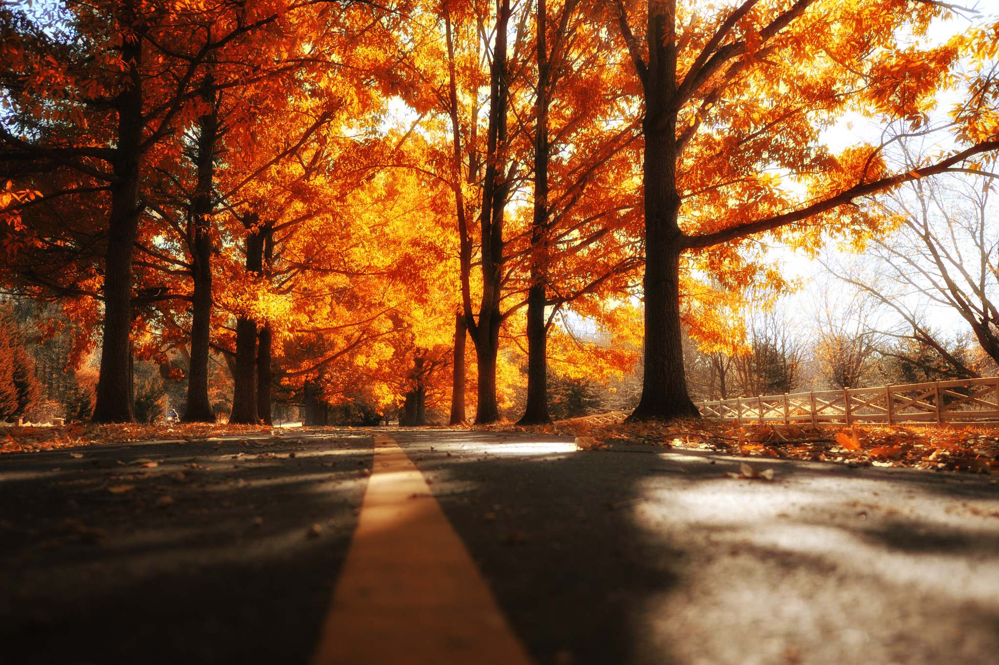 Free download wallpaper Road, Tree, Fall, Man Made on your PC desktop