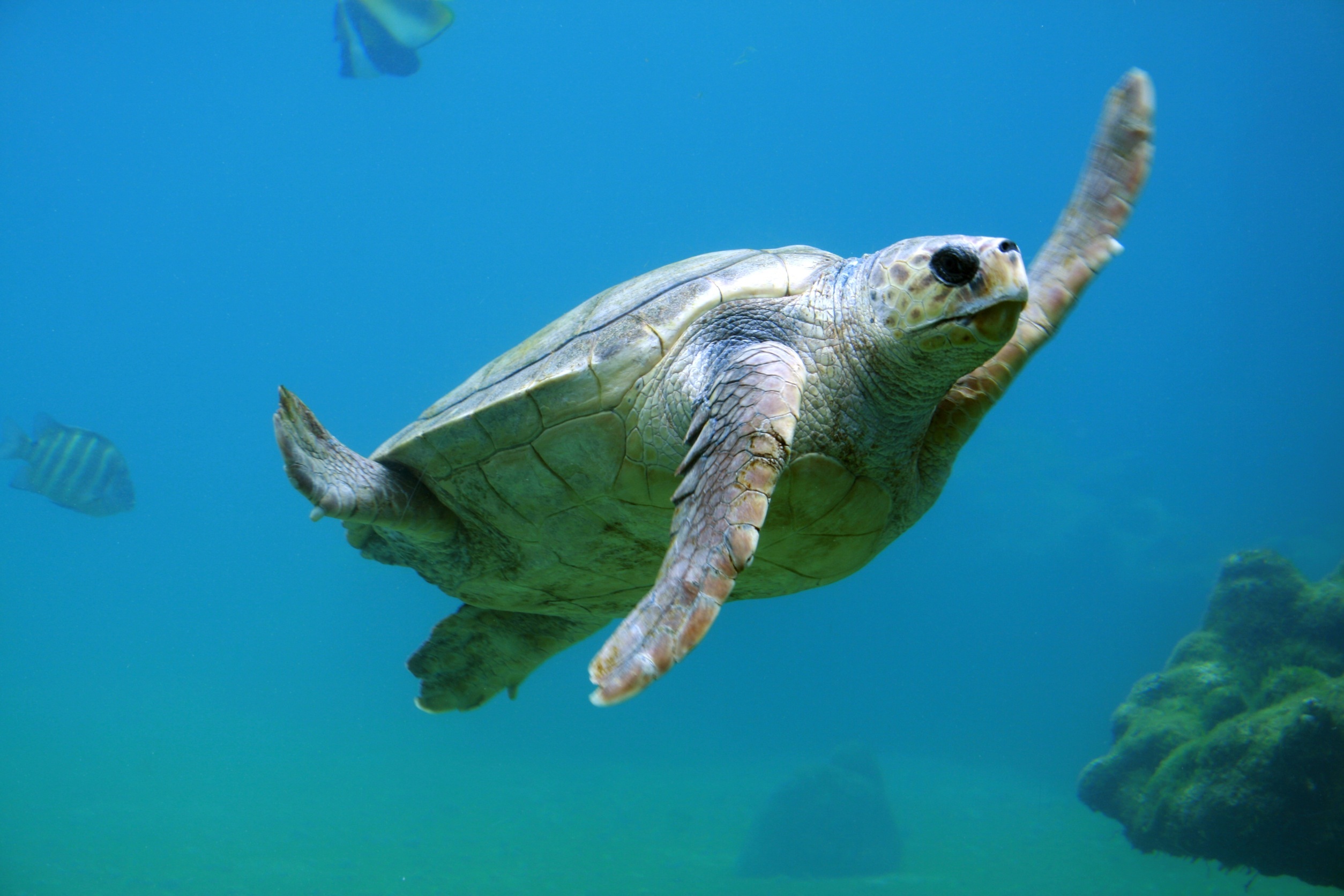 animals, underwater world, to swim, swim, sea turtle