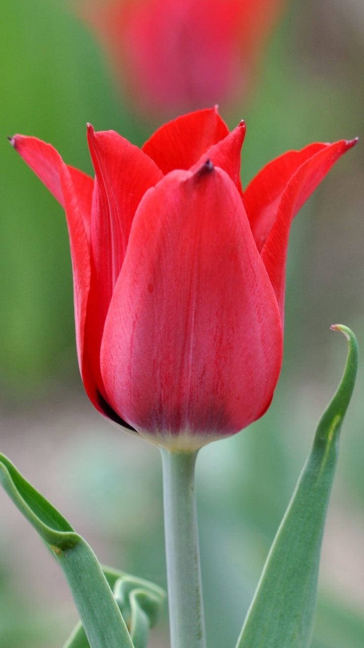 Download mobile wallpaper Nature, Flowers, Flower, Macro, Earth, Tulip, Red Flower for free.