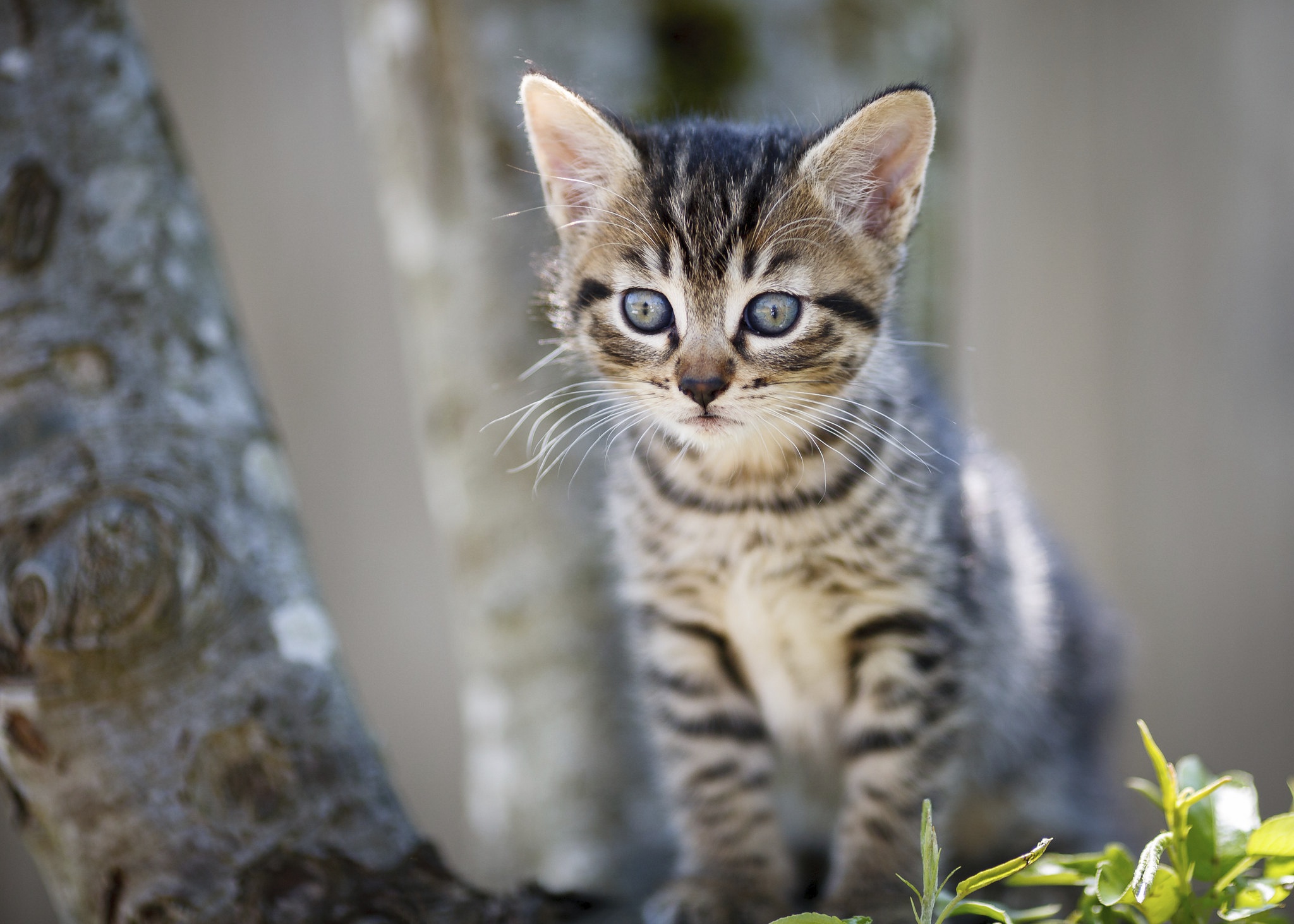 Descarga gratuita de fondo de pantalla para móvil de Animales, Gatos, Gato, Gatito, Bebe Animal.