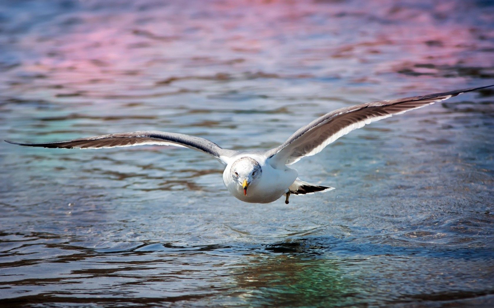 Download mobile wallpaper Gull, Animals, Seagull, Sea, Bird, Surface for free.