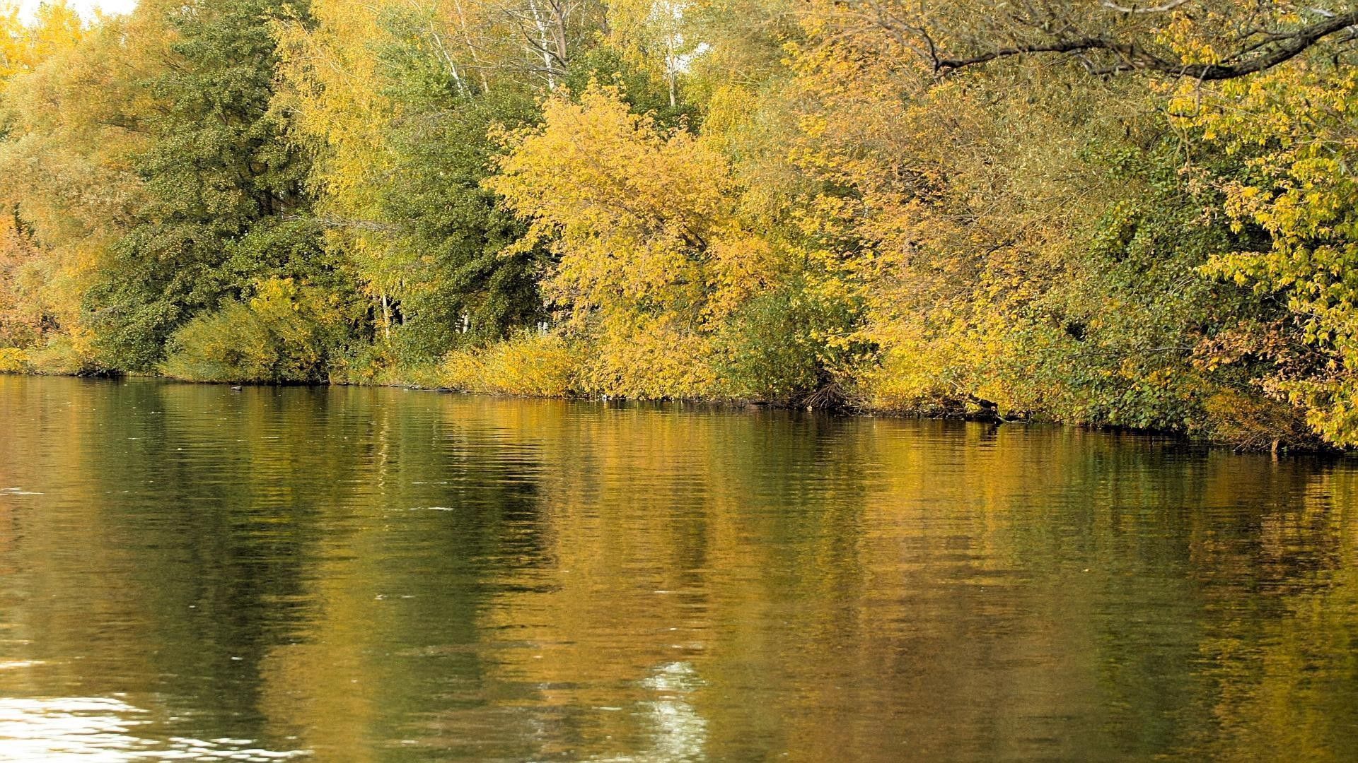 無料モバイル壁紙自然, 川, 木, 反射, 草, 秋をダウンロードします。