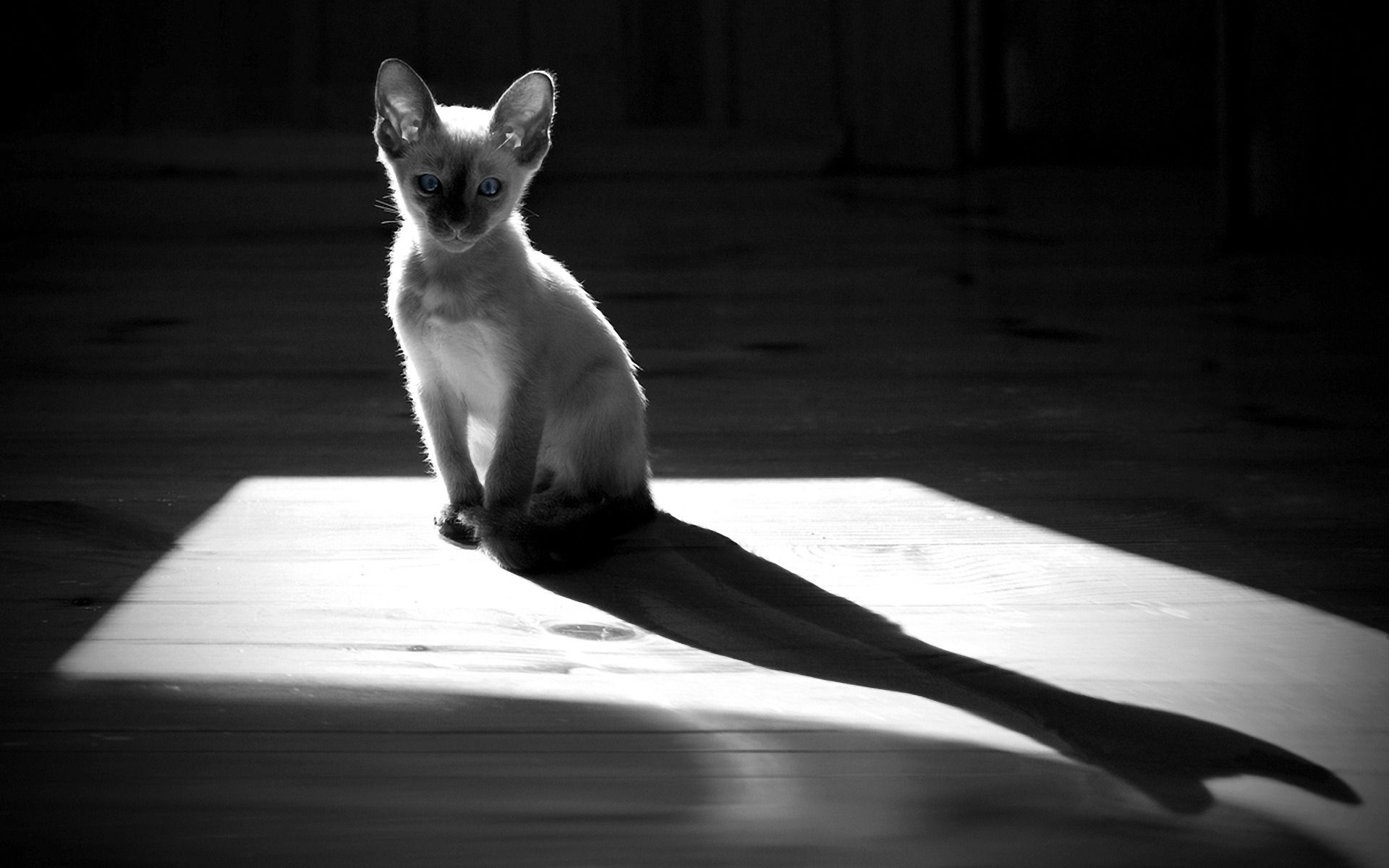 Download mobile wallpaper Sit, Kitty, Chb, Animals, Shadow, Bw, Kitten for free.