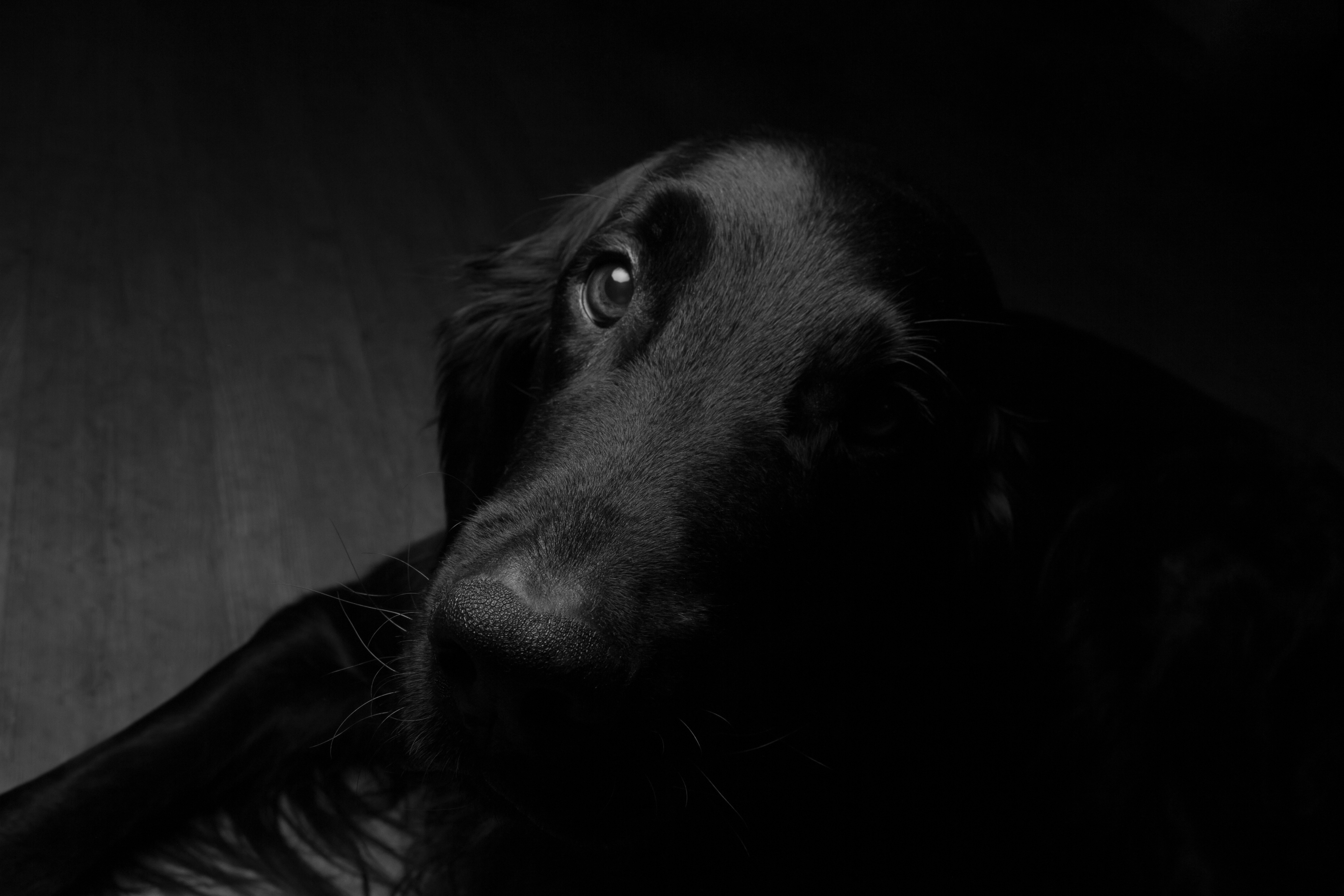 Free download wallpaper Dogs, Dog, Muzzle, Shadow, Animal, Stare on your PC desktop