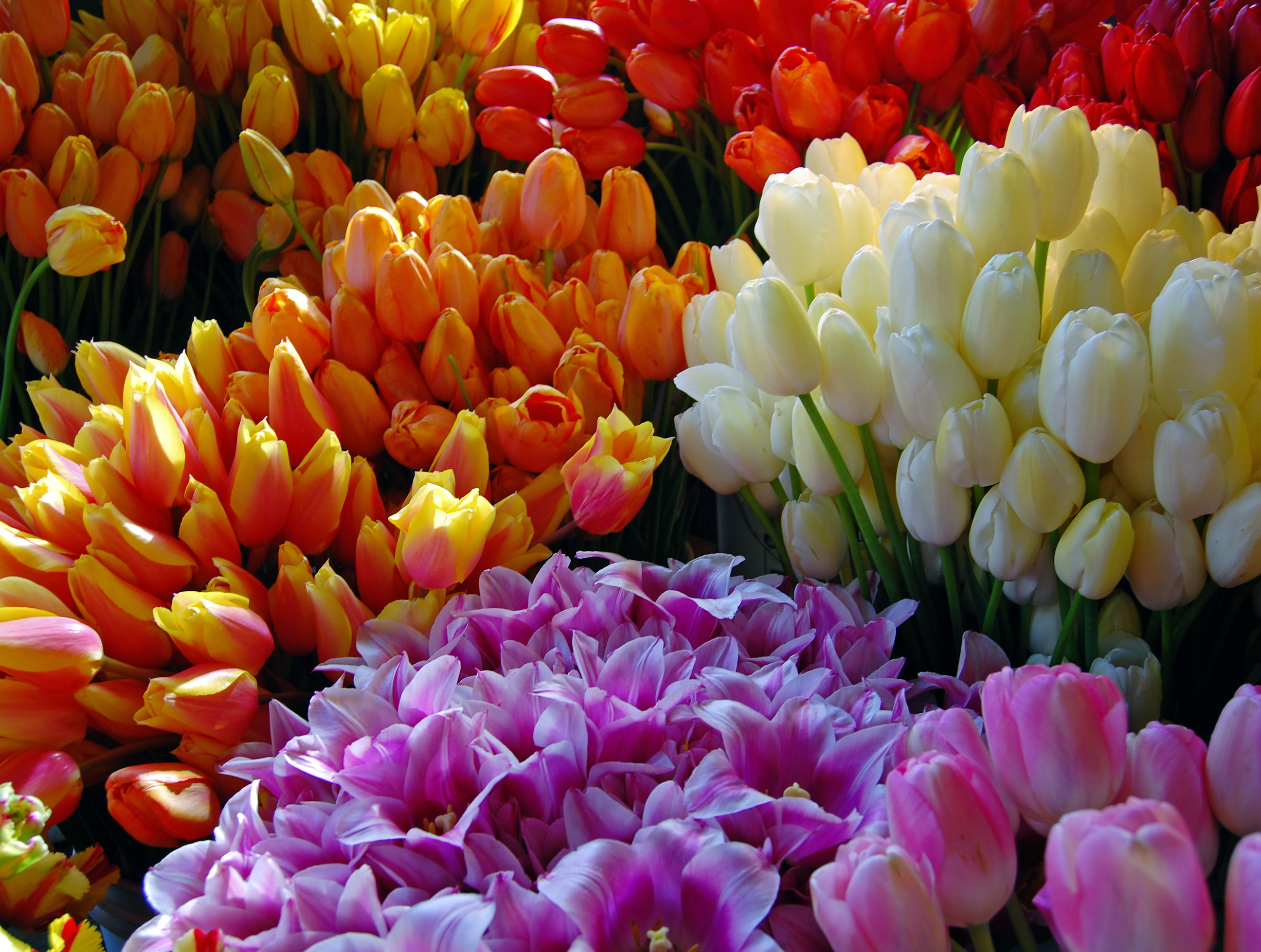 Download mobile wallpaper Flower, Colors, Colorful, Tulip, White Flower, Purple Flower, Red Flower, Man Made, Orange Flower for free.